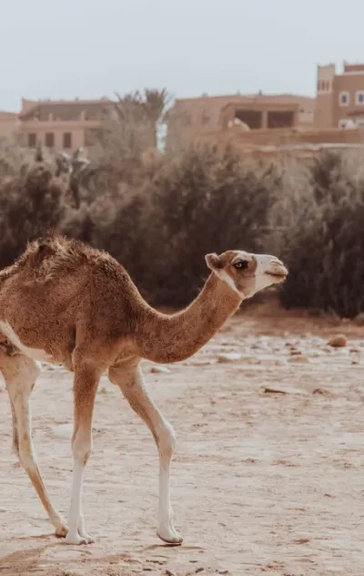 Surf & Yoga Camps Marokko