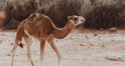 Surfcamps Marokko flexible Stornierung