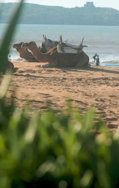 Zwei Kamele sitzen am Strand in Essaouira während Surfschüler ihre ersten Wellen surfen