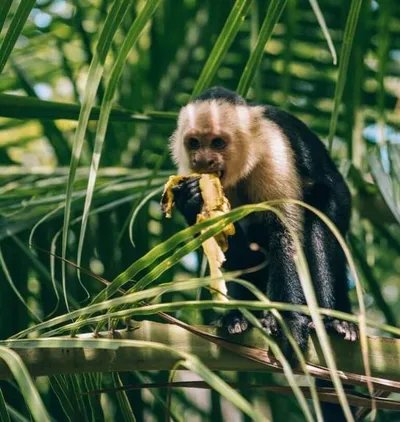 Surfcamps Costa Rica in der Natur