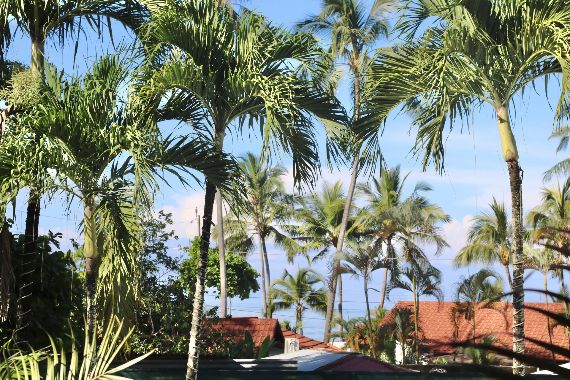 Dein Pura Vida Surf-Paradies: 30 Meter vom Meer entfernt