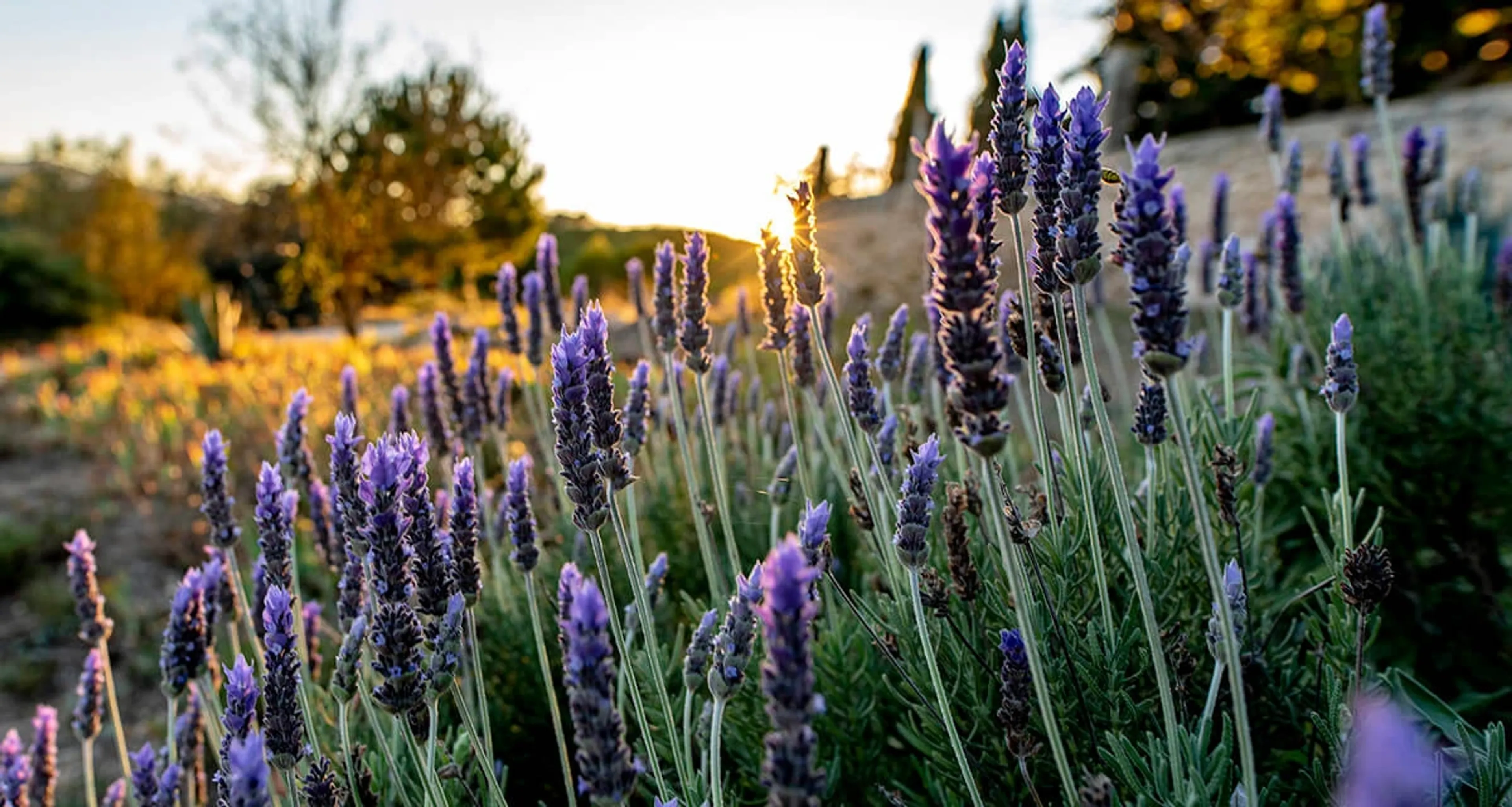 De-Stress-Retreat: Ruhe und Regeneration im Naturpark - 1