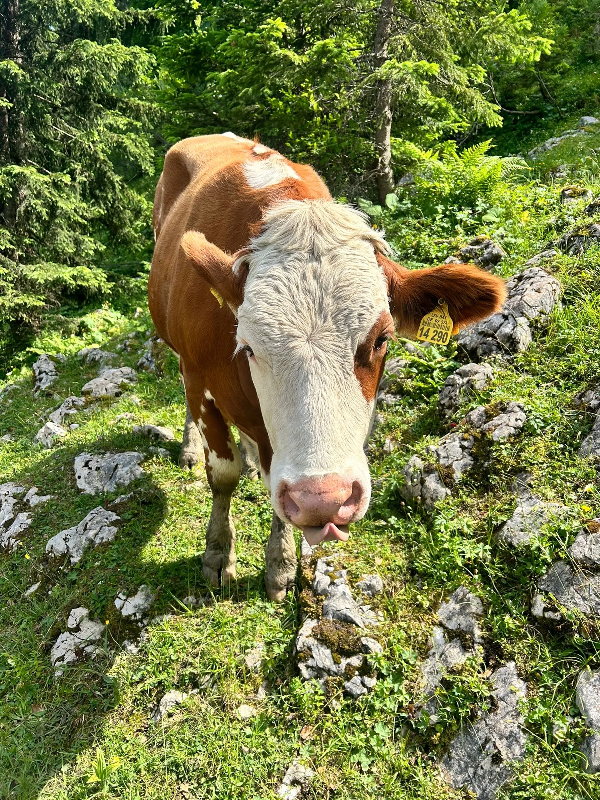 Yin Yoga und Wandern auf der Oberen Firstalm - 4