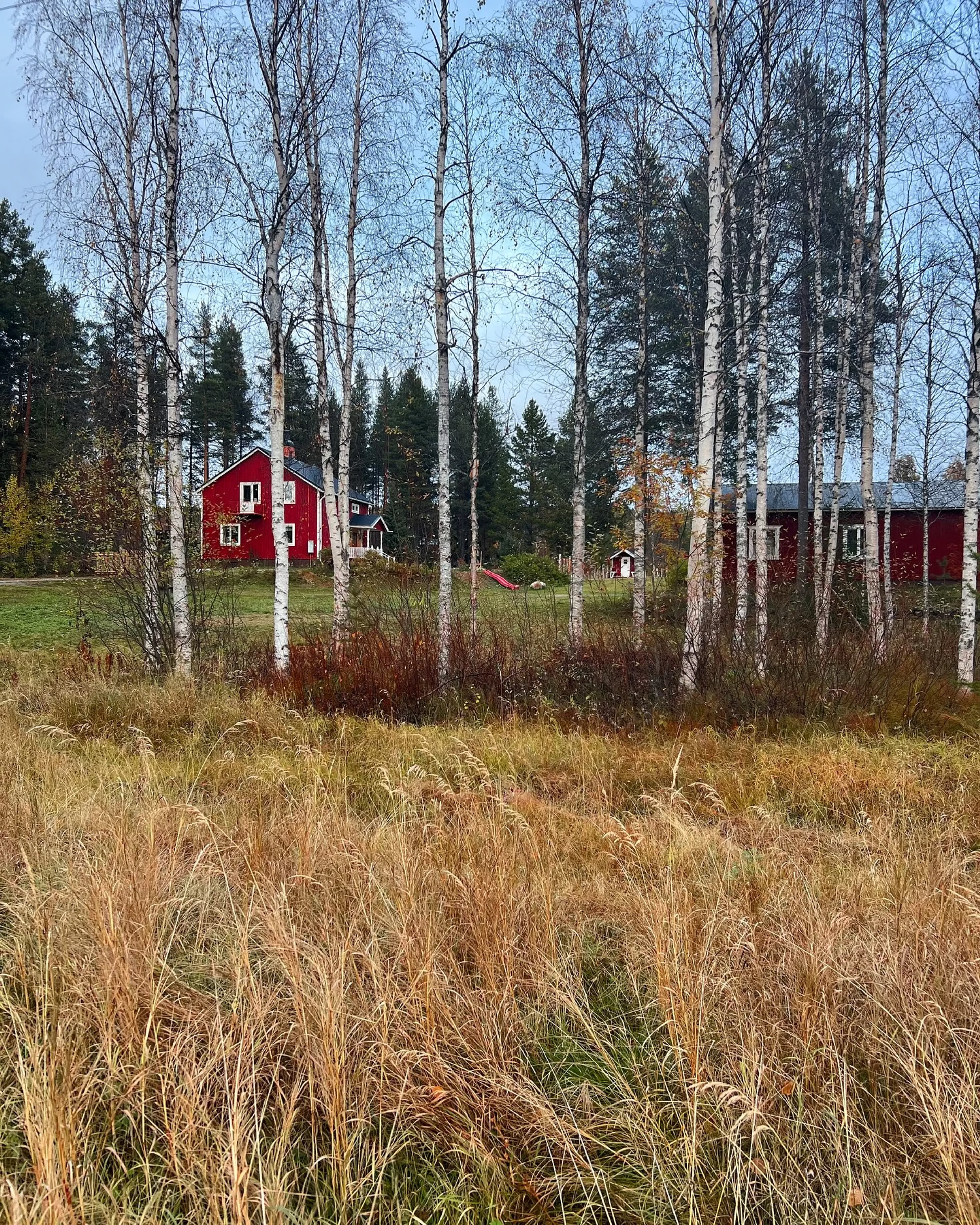 Deine achtsame Auszeit mit Schlittenhunden im Herzen Lapplands - 4
