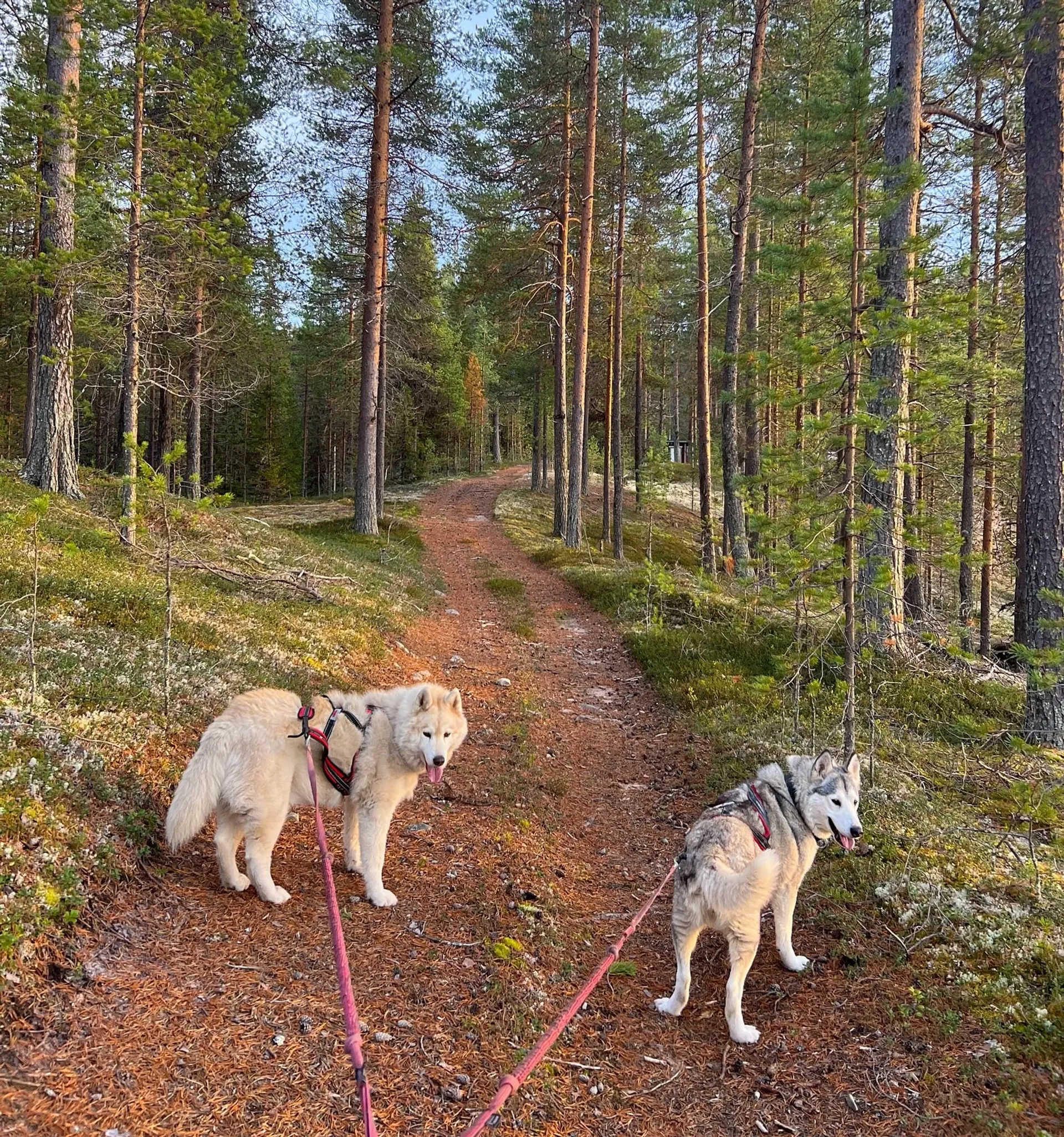 Deine achtsame Auszeit mit Schlittenhunden im Herzen Lapplands - 2