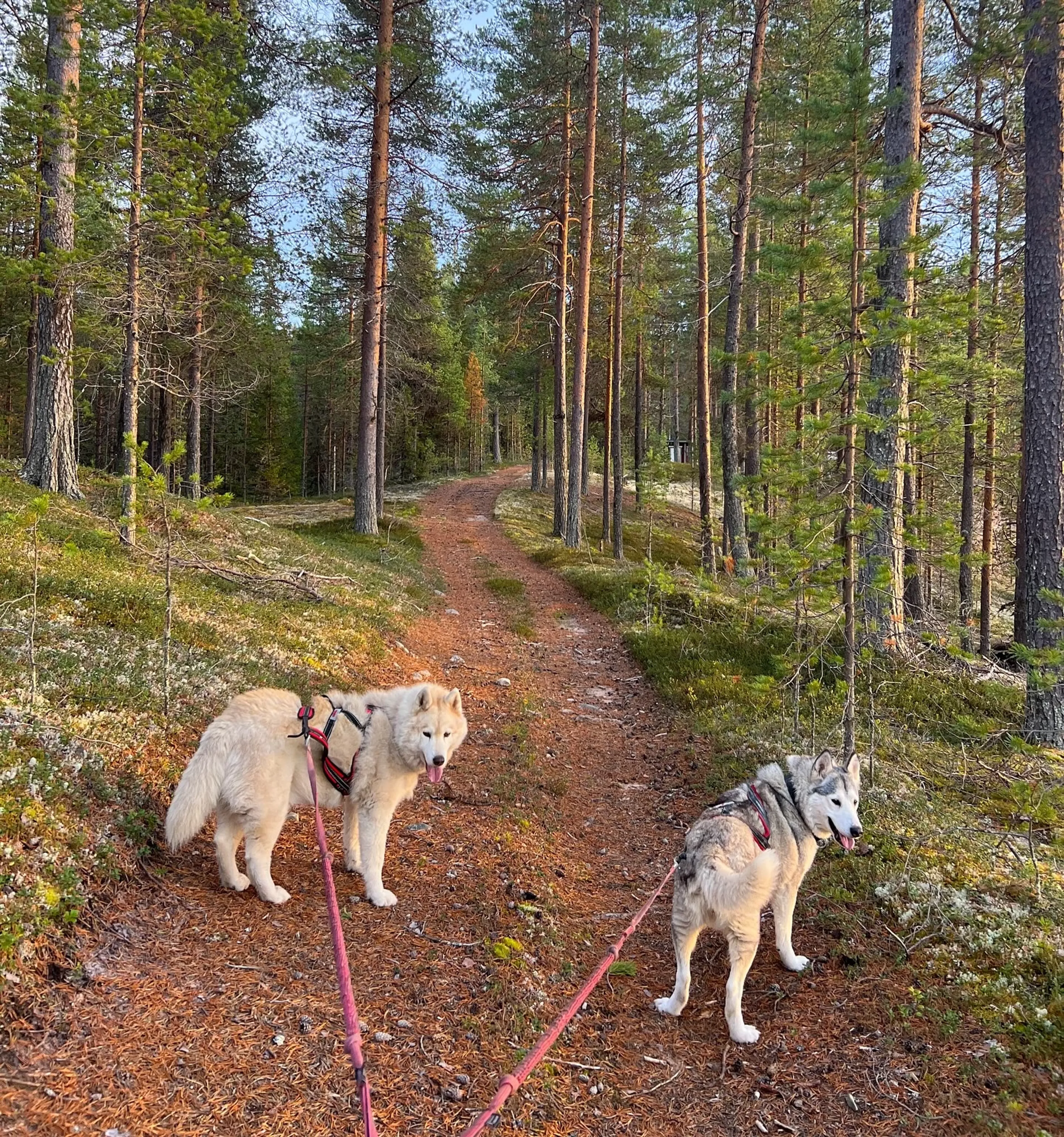 Deine achtsame Auszeit mit Schlittenhunden im Herzen Lapplands - 2