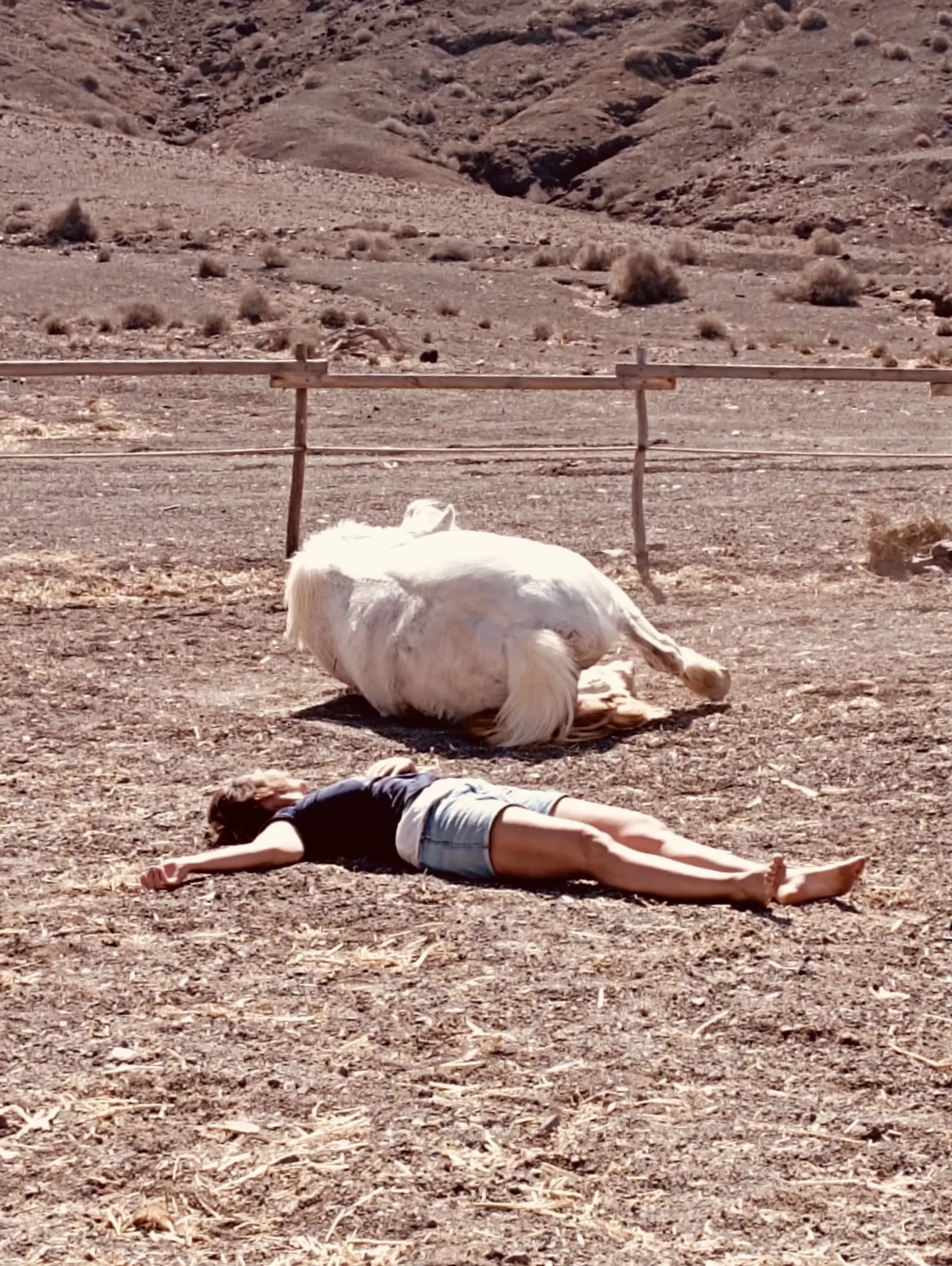 Yoga & Erden mit Pferden - 2