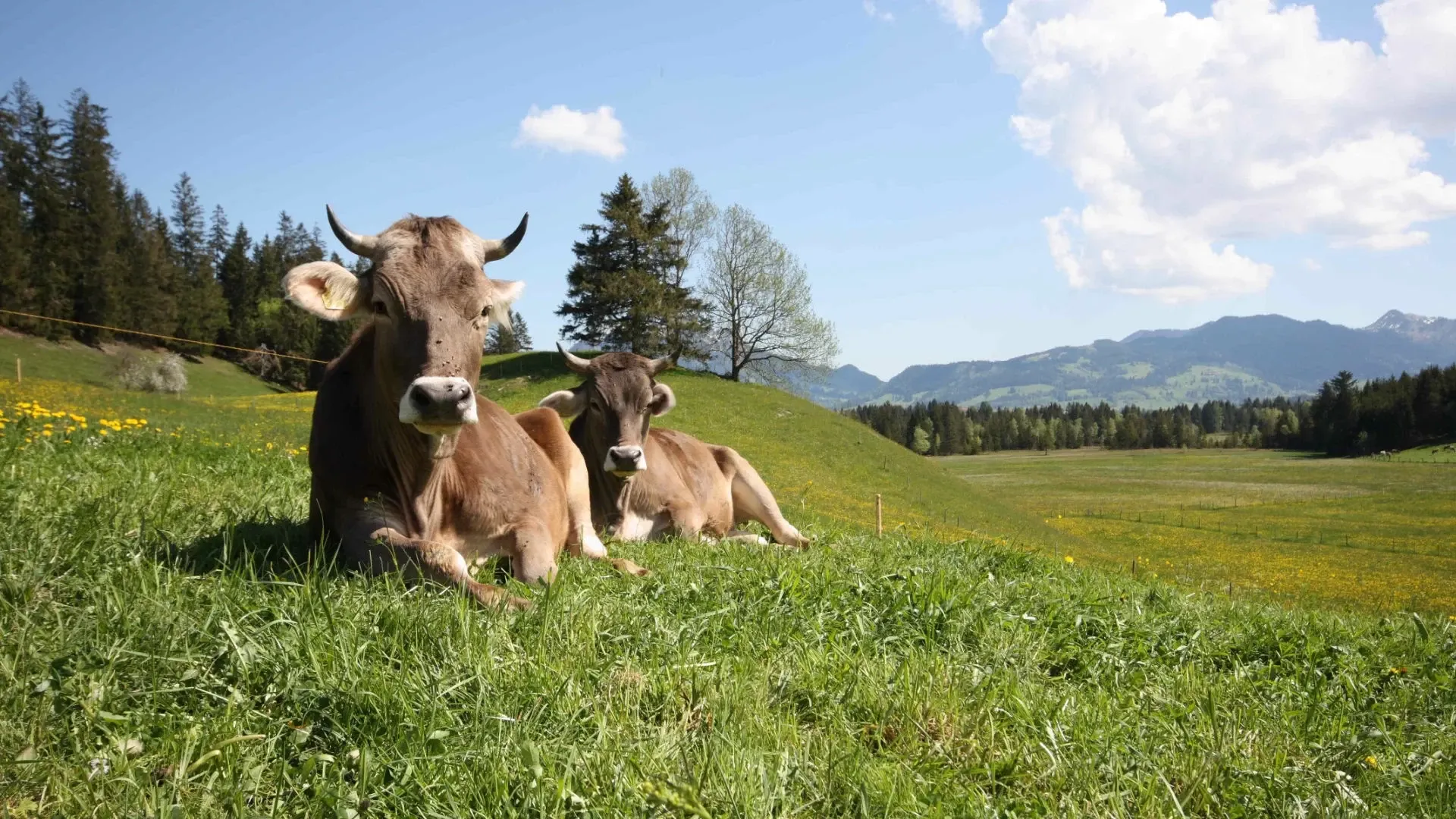 Erholsames Yoga-Retreat im Allgäu: Bringe Körper und Seele in Einklang - 4