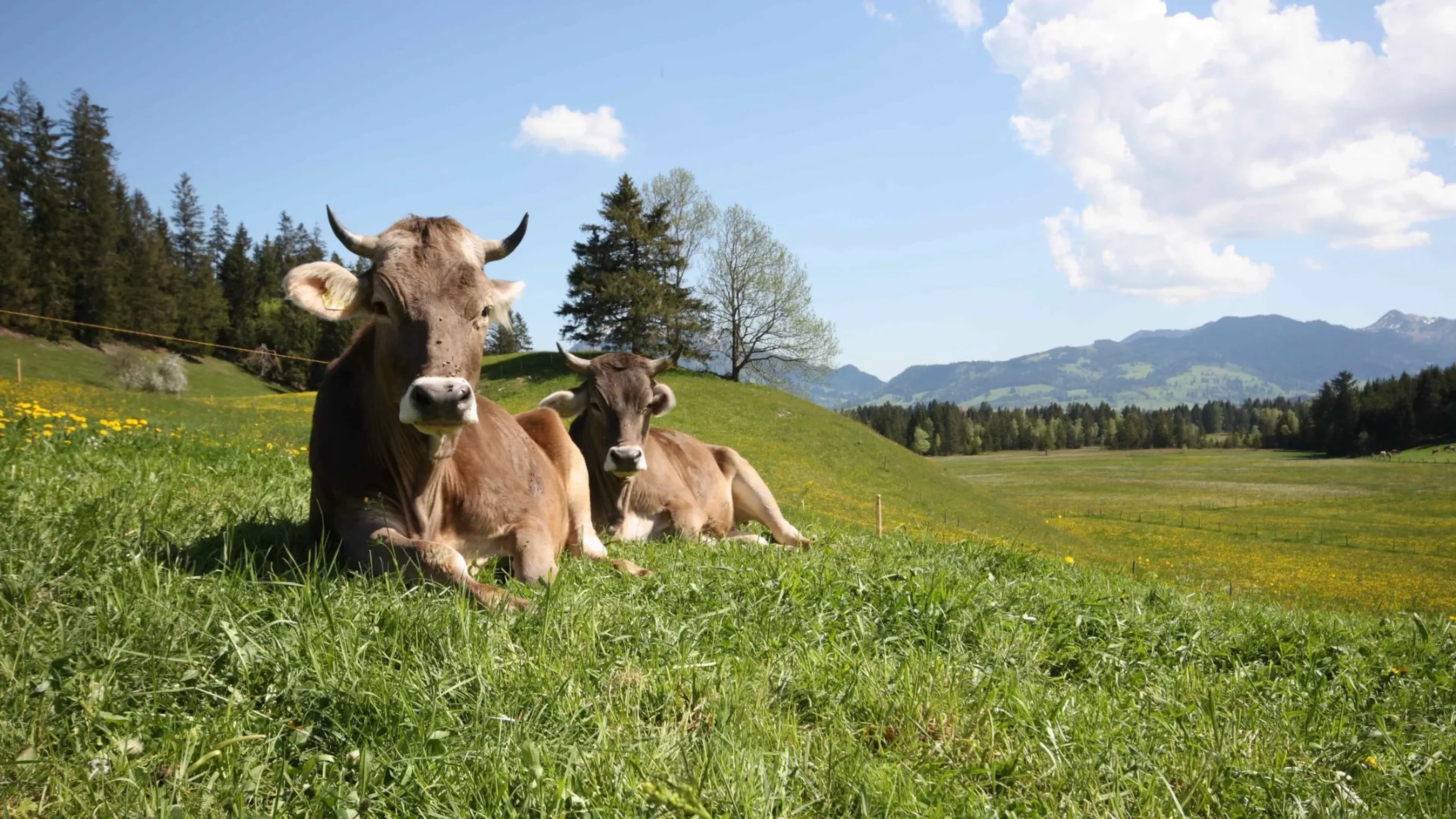 Erholsames Yoga-Retreat im Allgäu: Bringe Körper und Seele in Einklang - 4