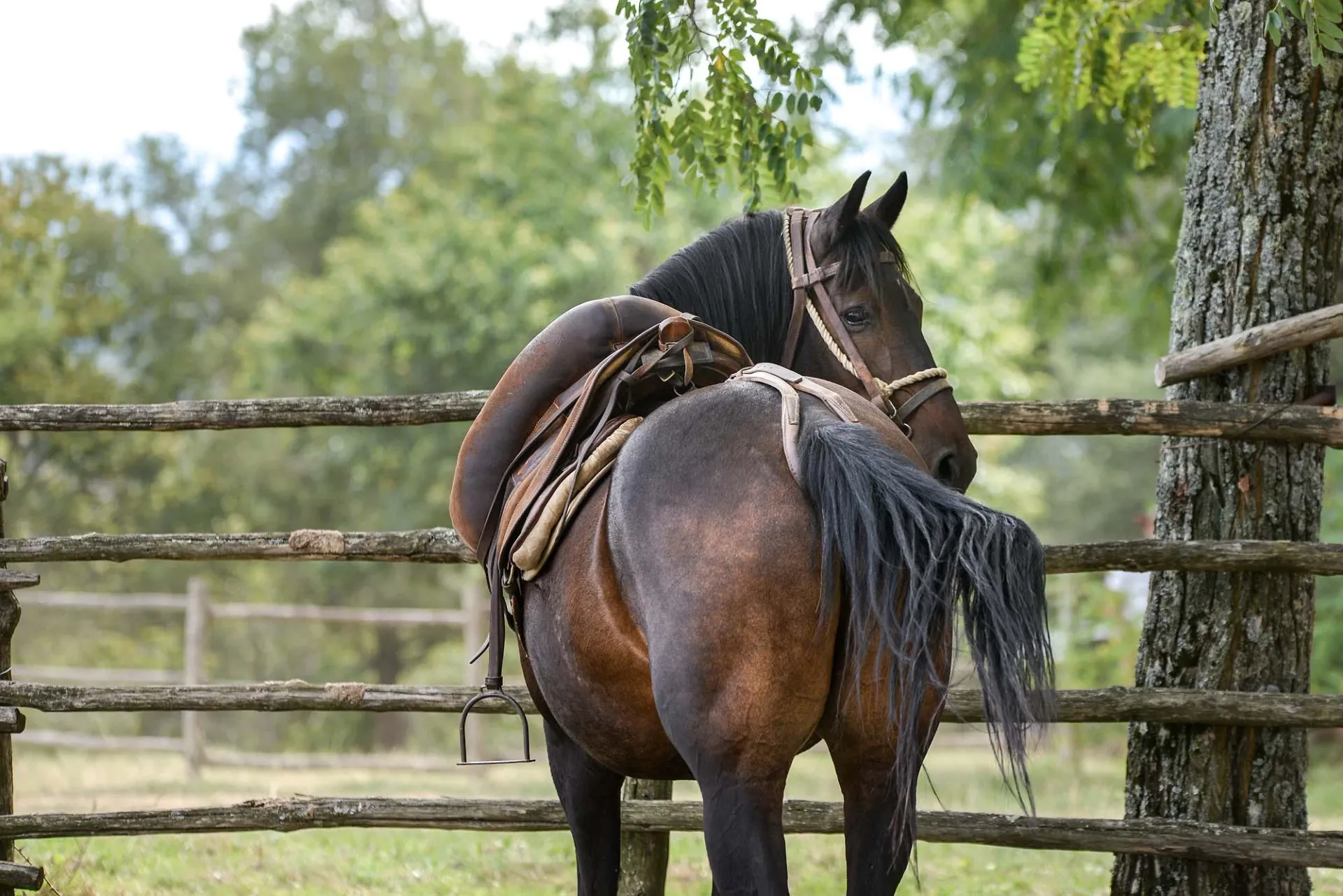 Reiten, Yoga und Fitness zwischen Olivenhainen und Weinbergen - 2