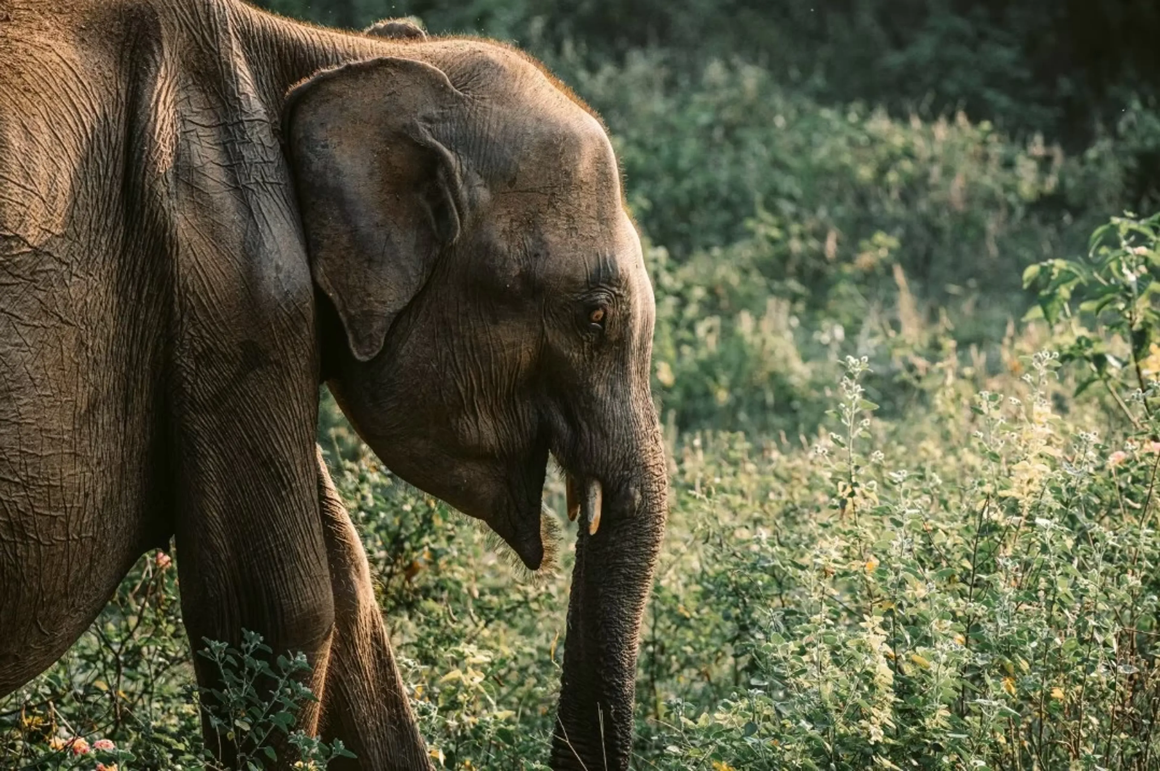 Mindful Yoga & Active Retreat mit Surfen und Elefanten-Safari - 5