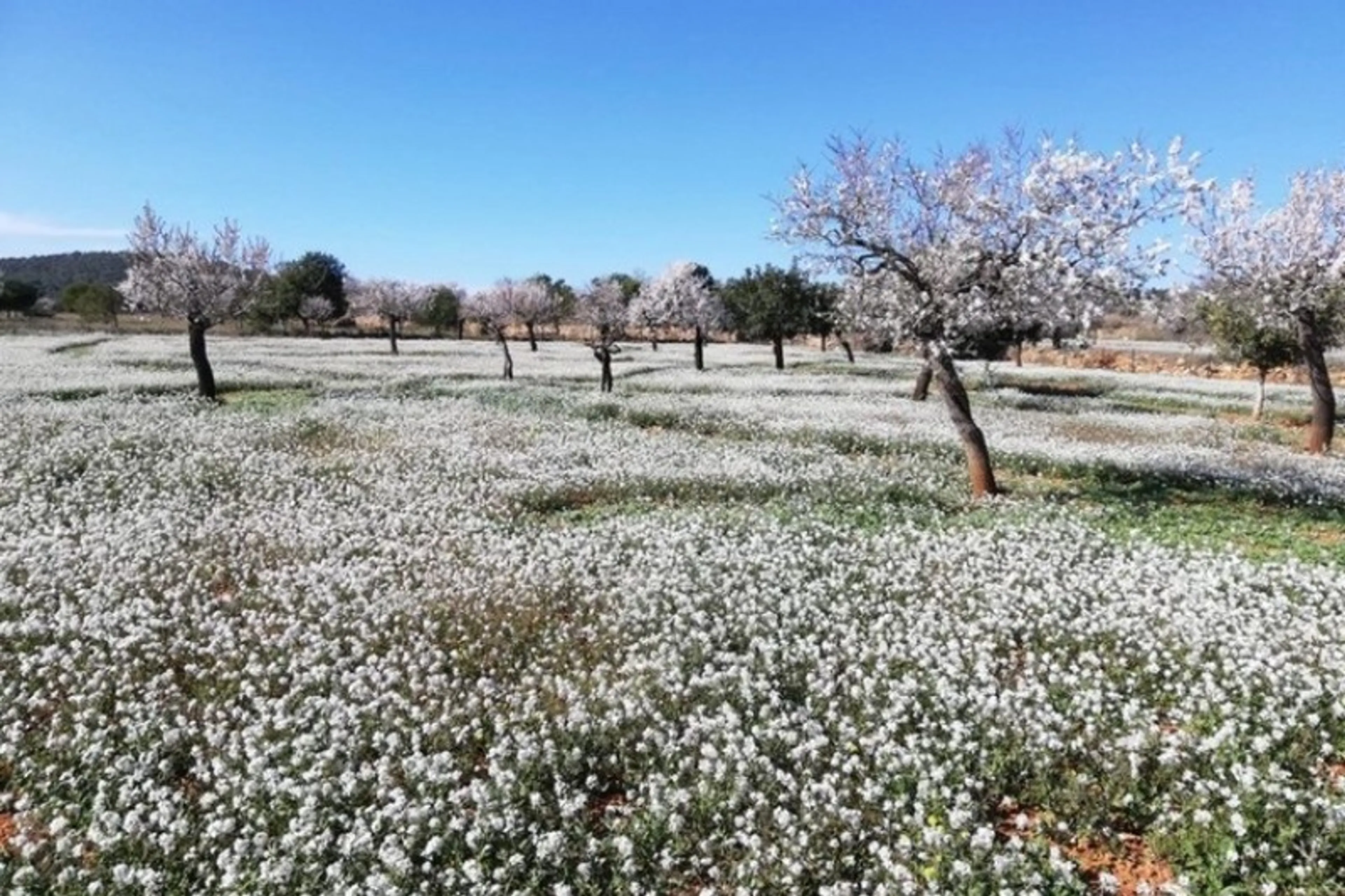 Conscious Walking Ibiza - Wandern und LifeCoaching zur Mandelblüte - 5