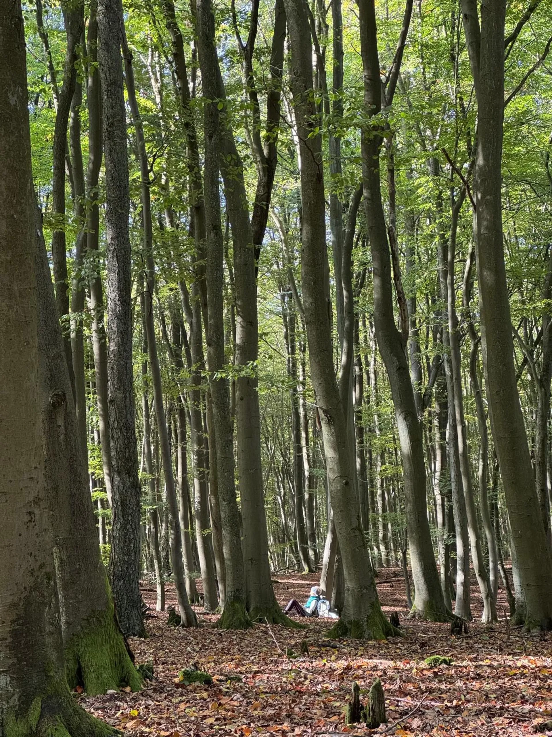Yoga, Wandern und Rohkost-Detox im Müritz-Nationalpark - 3