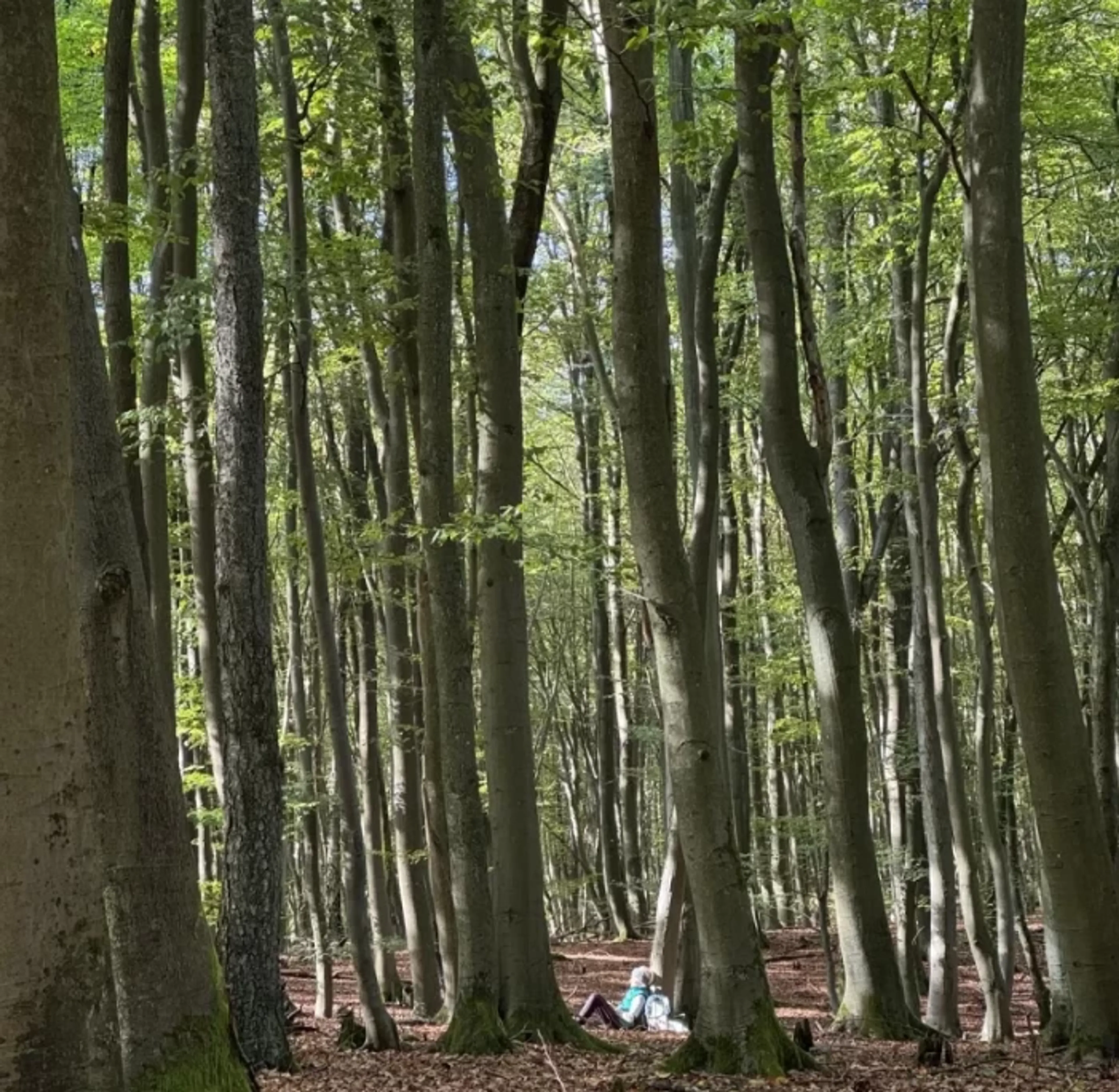 Yogawoche für Bauch und Seele im Müritz-Nationalpark - 5
