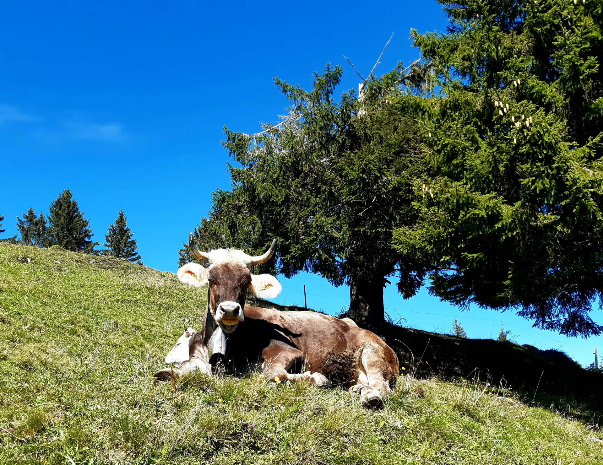 Yoga und Faszien-Retreat in den Bergen: Kraft, Ruhe, Auftanken - 5
