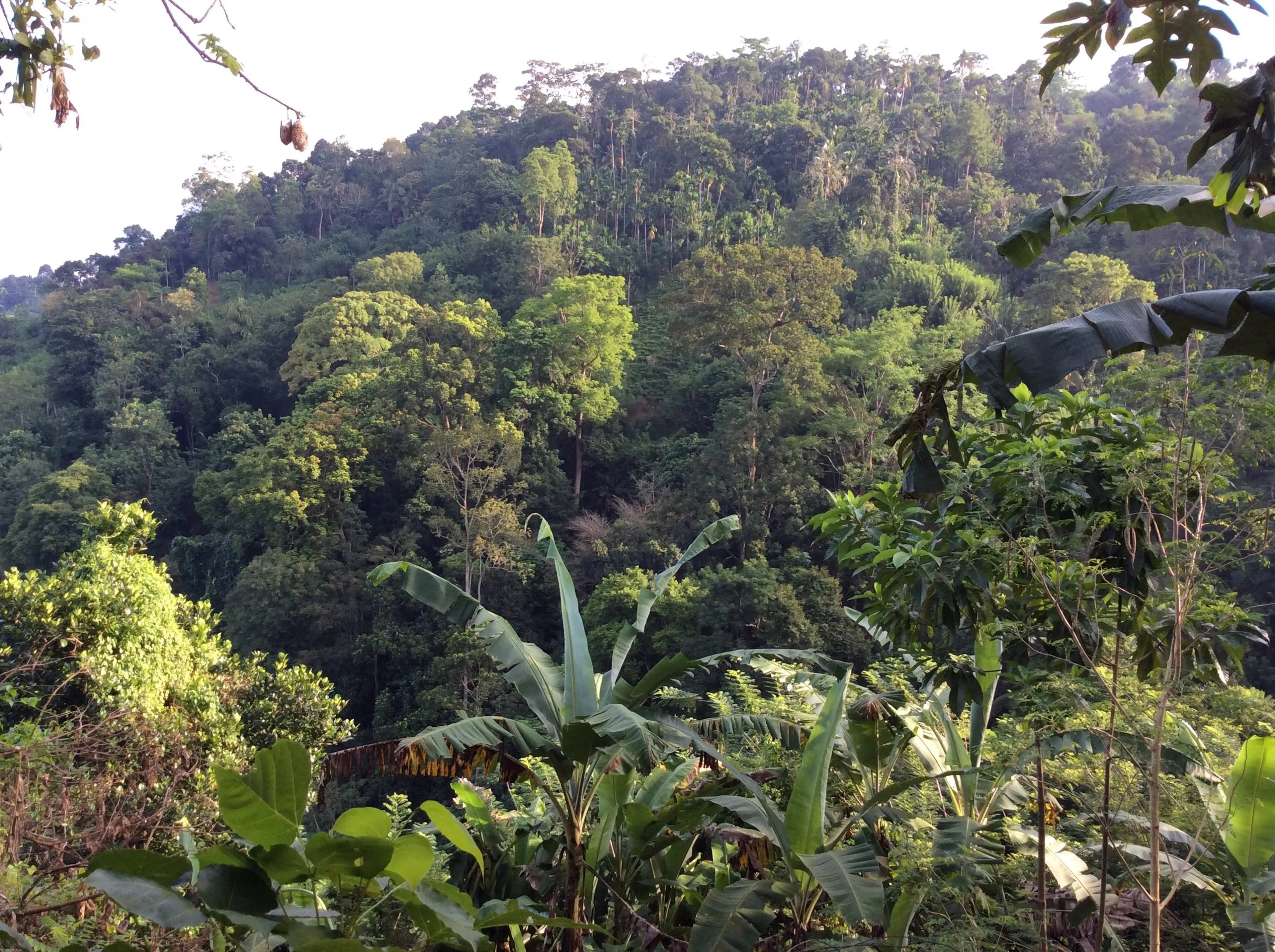 Wandern und Radfahren im letzten unberührten Regenwald Sri Lankas - 4