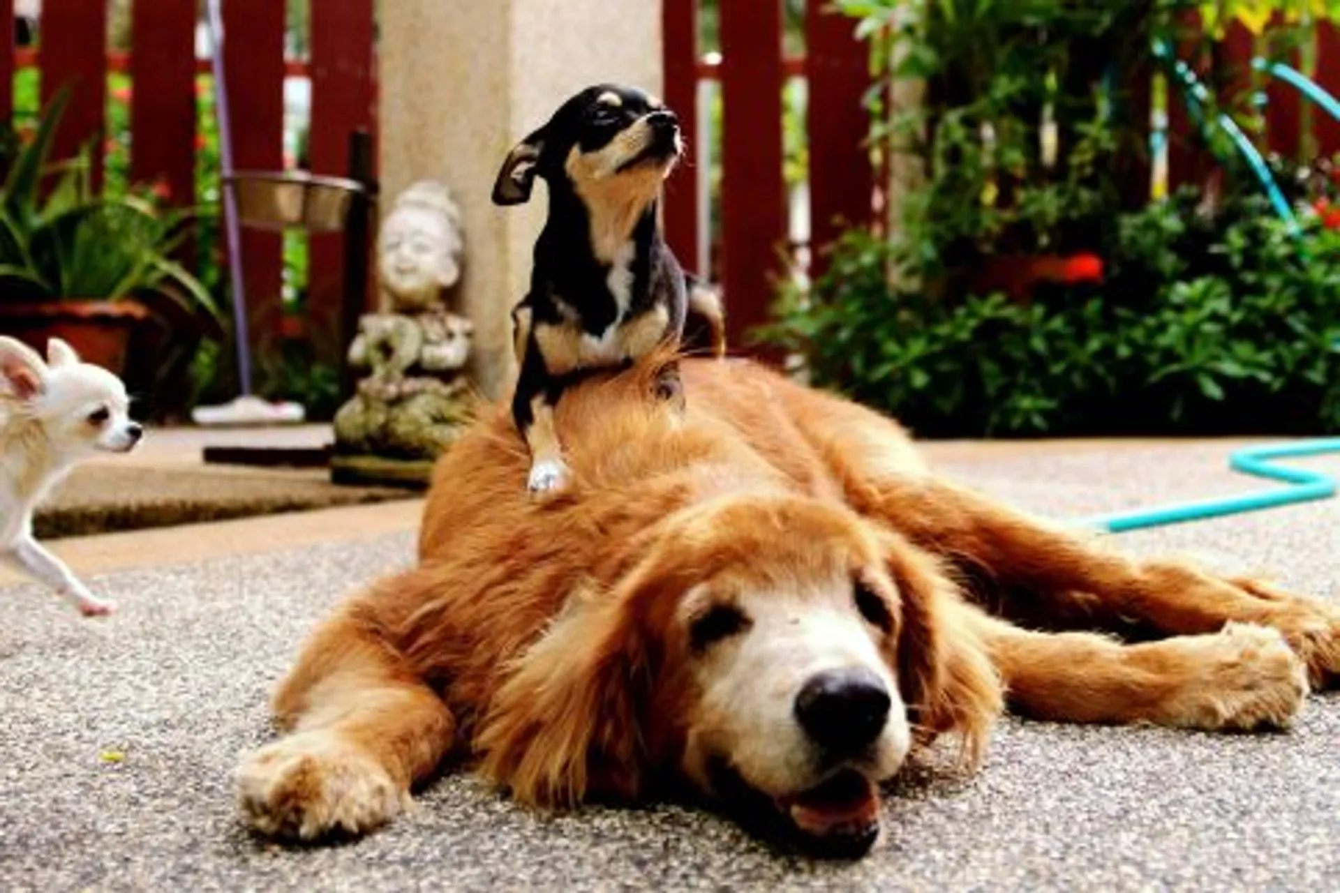 Yoga & Meditations-Retreat in friedlicher Oase: Ausruhen und Genießen - 5