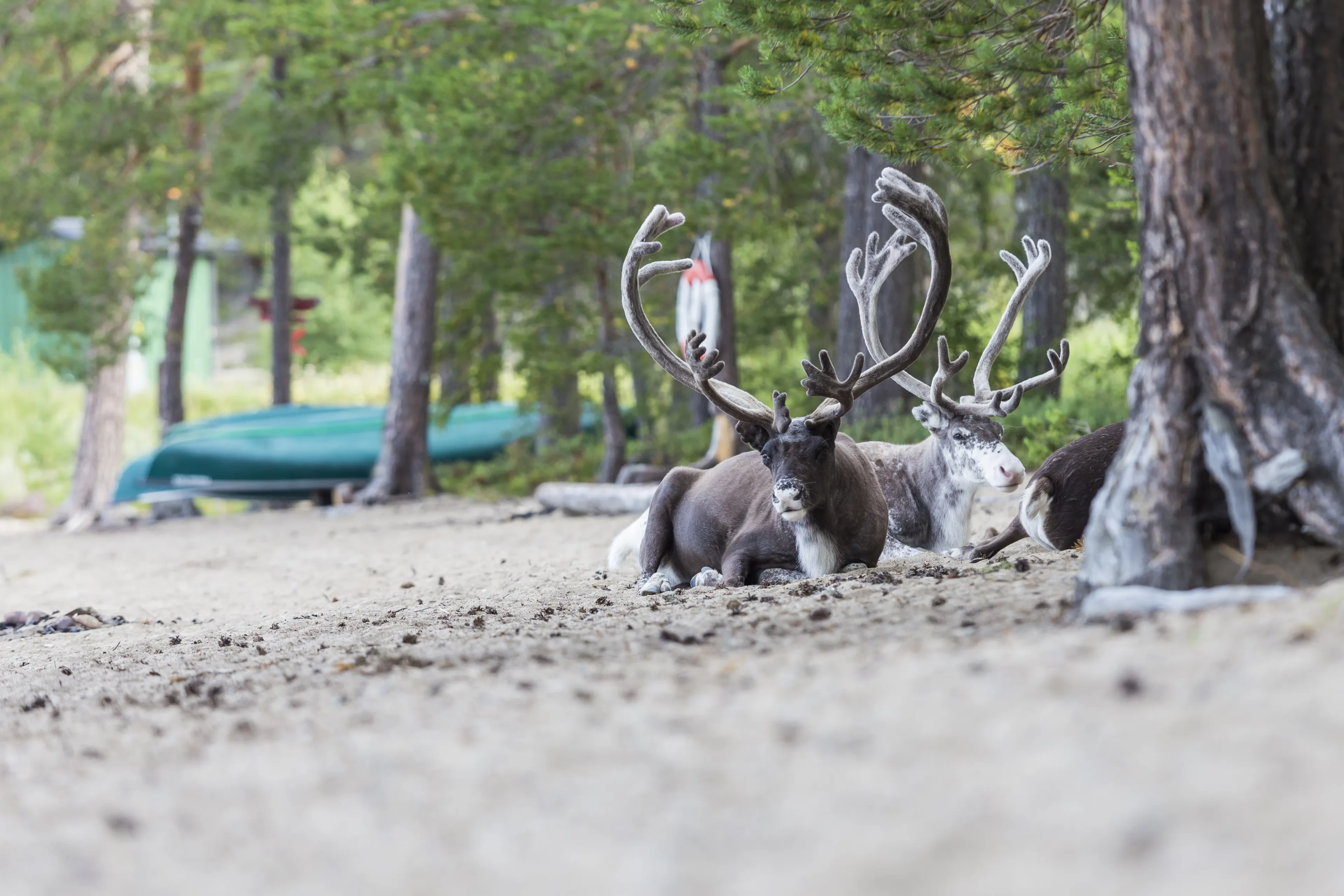 Abwechslungsreiche Aktivwoche in der Natur von Idre - 3