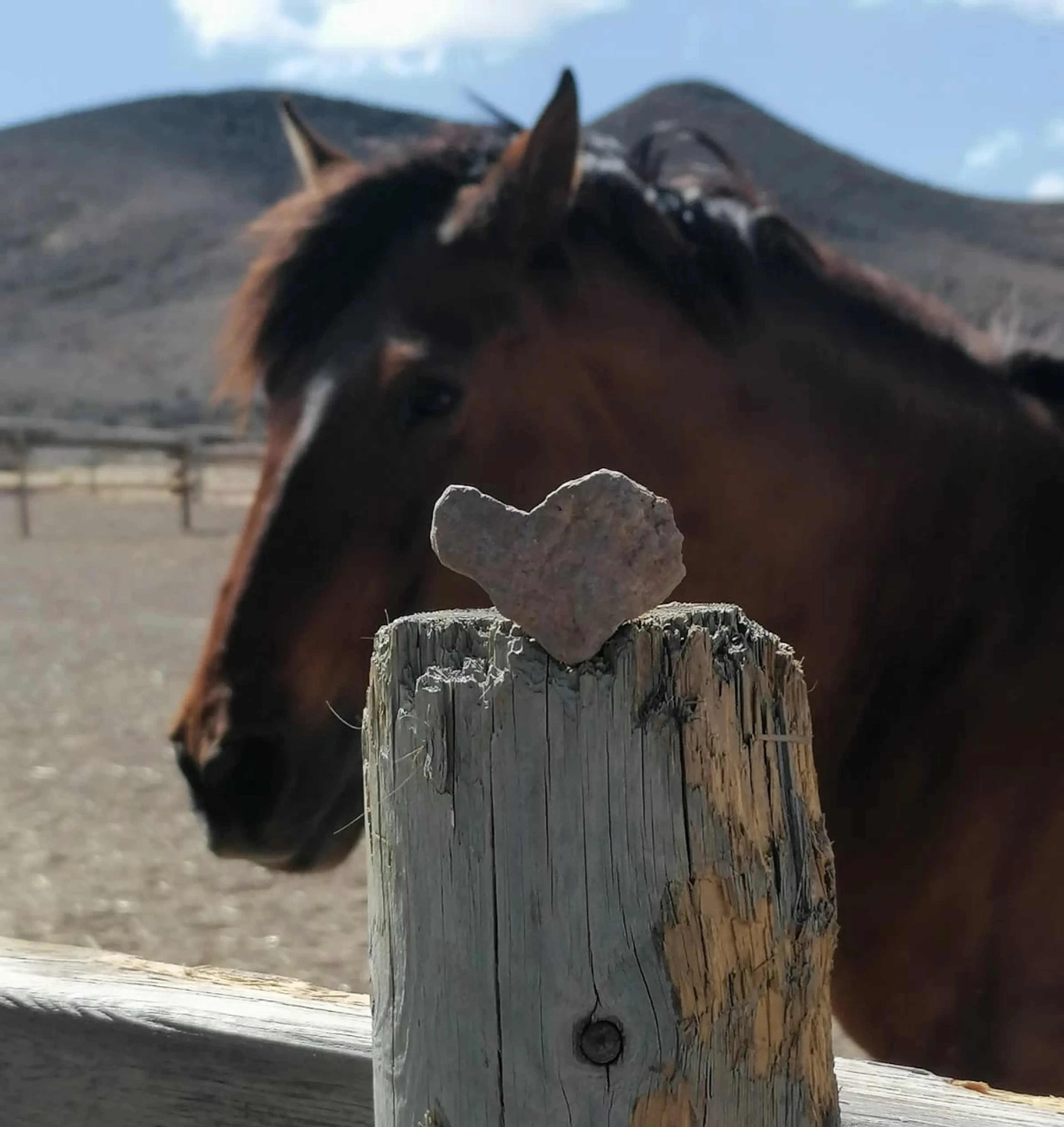 Yoga & Erden mit Pferden - 4