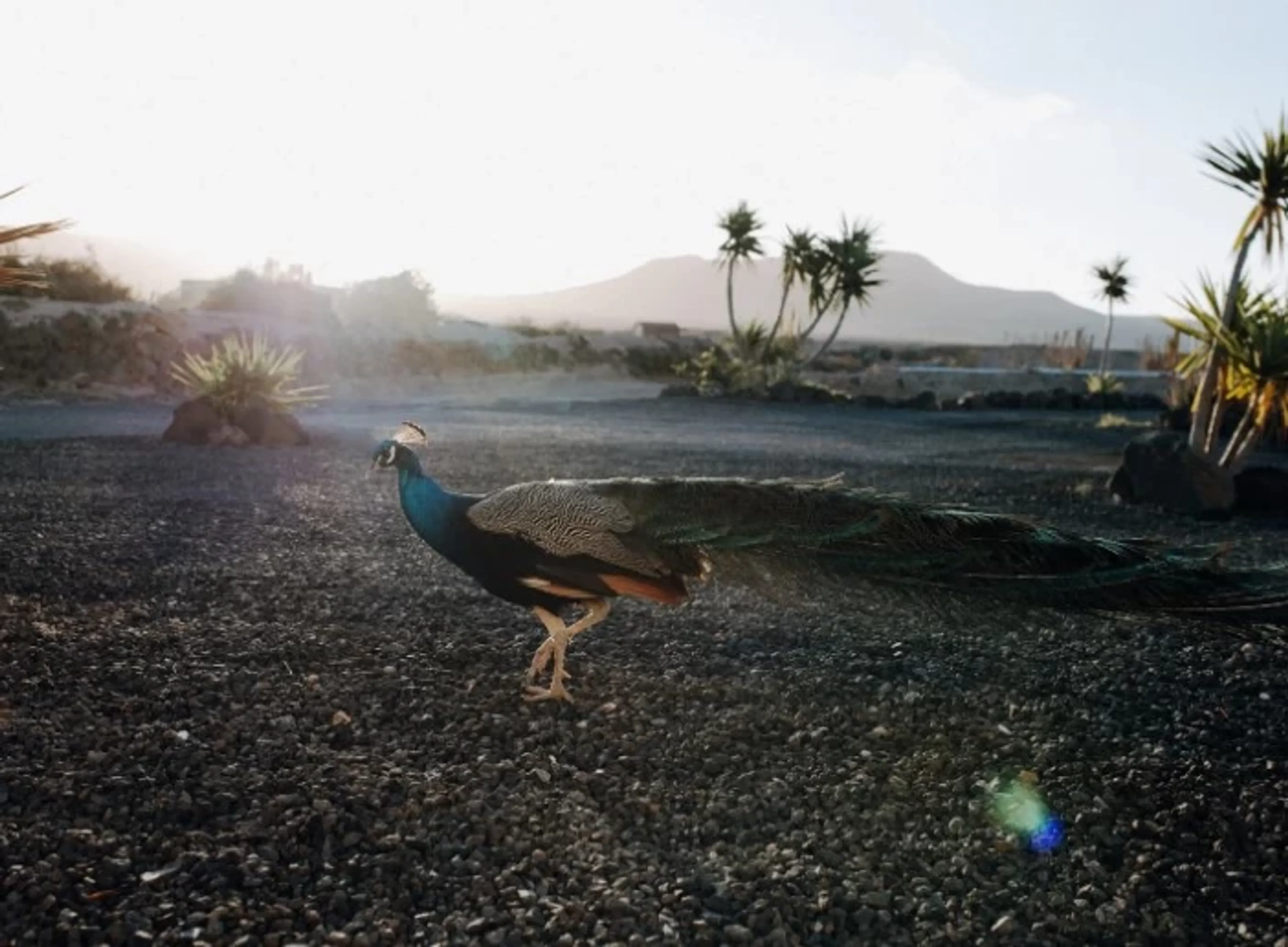Zwischen Ozean & Yogaflow: dein Weg zu Balance auf Fuerteventura - 5