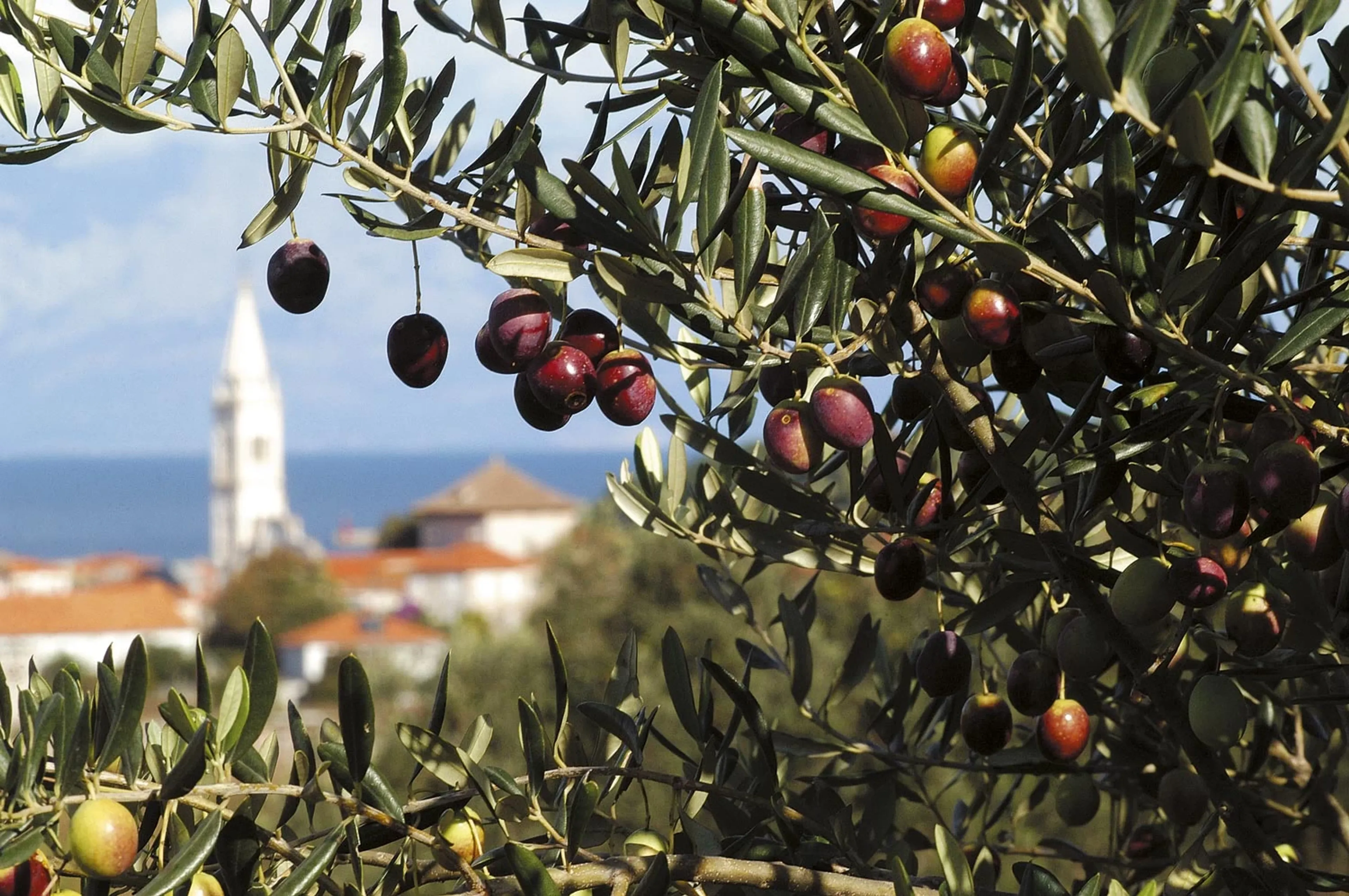 Mediterranes Retreat zwischen Olivenhainen, Meeresrauschen & Kultur - 5