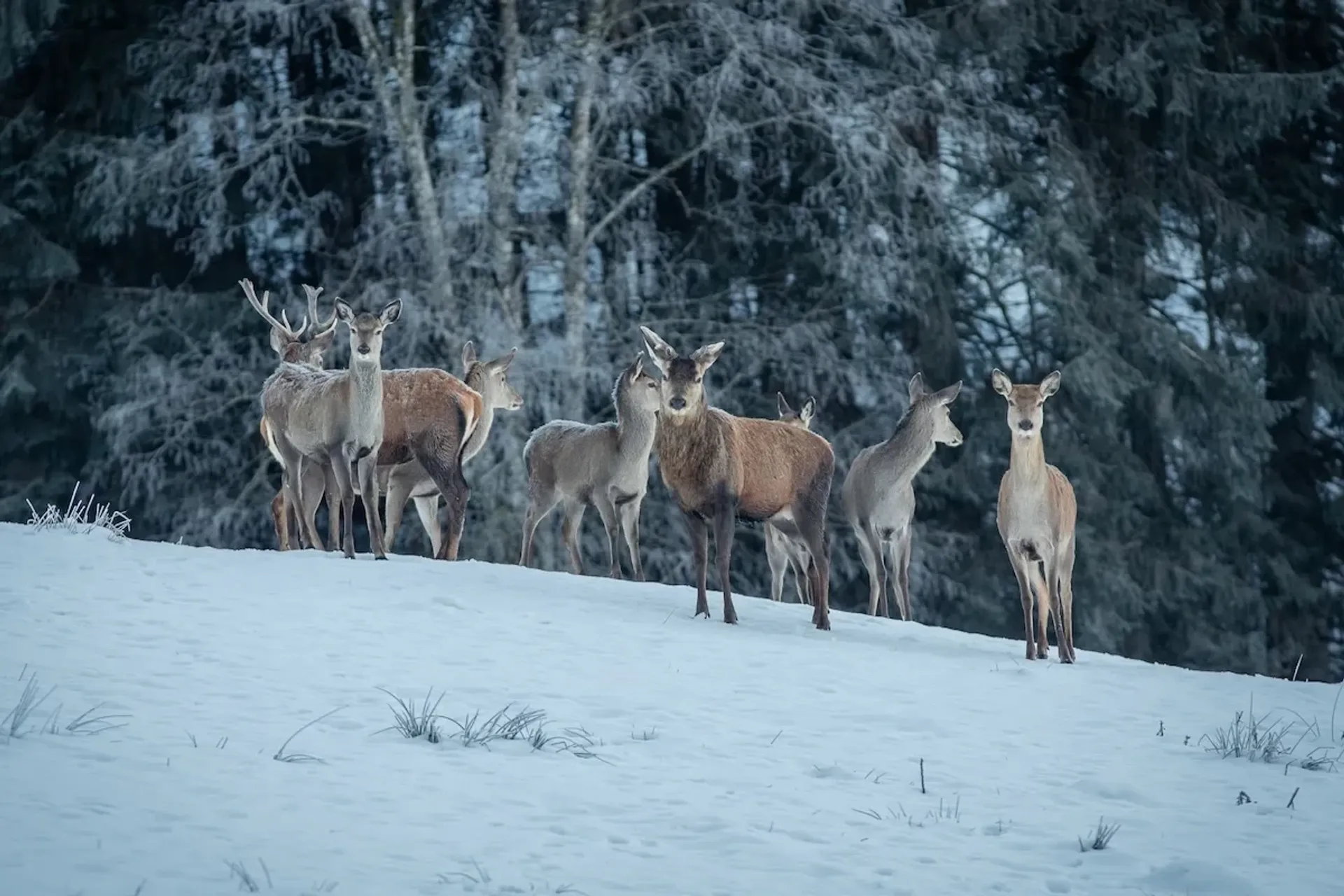 Luxuswochenende in den Bergen: Yin Yoga & Wellness mitten im Advent - 4