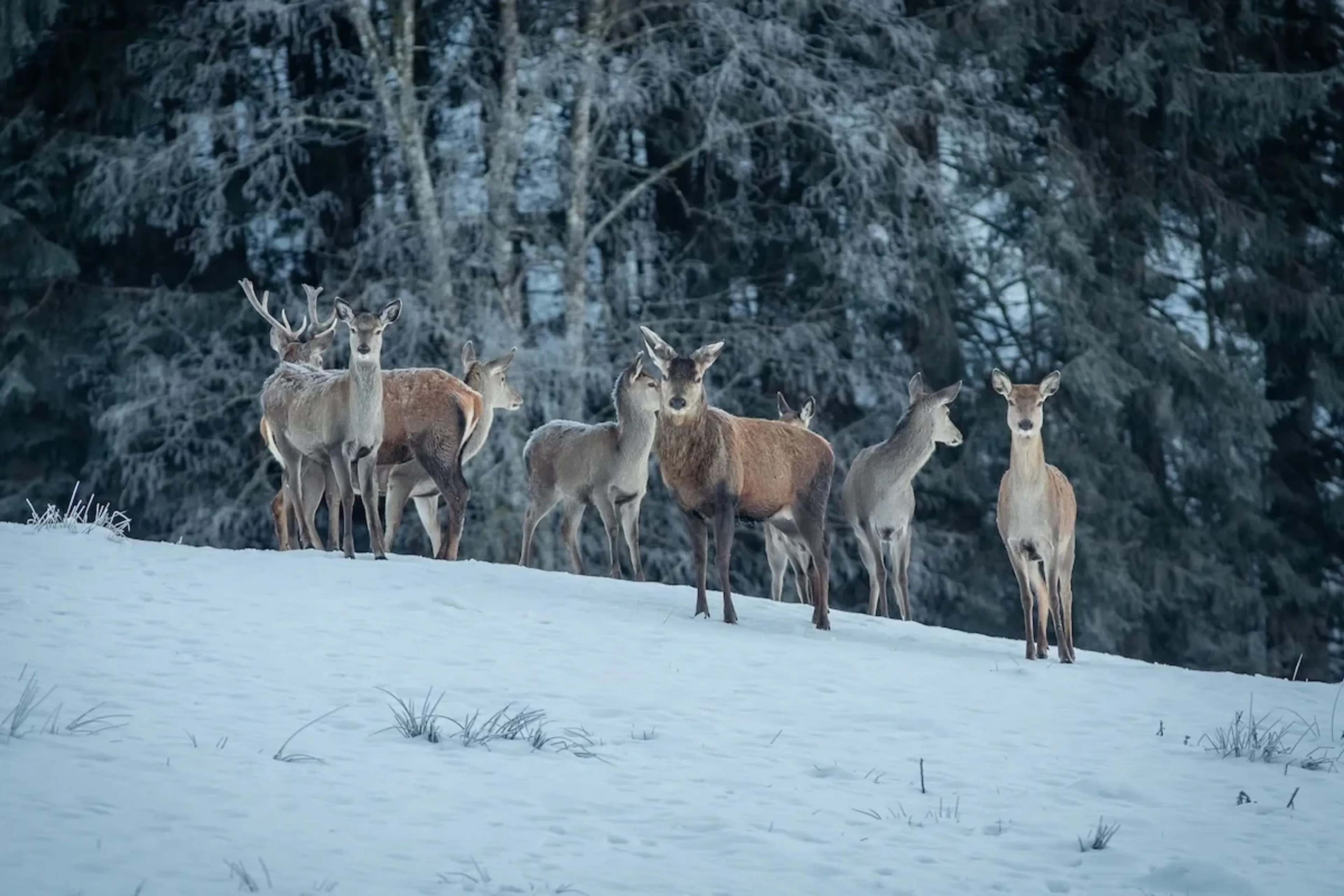 Luxuswochenende in den Bergen: Yin Yoga & Wellness mitten im Advent - 4