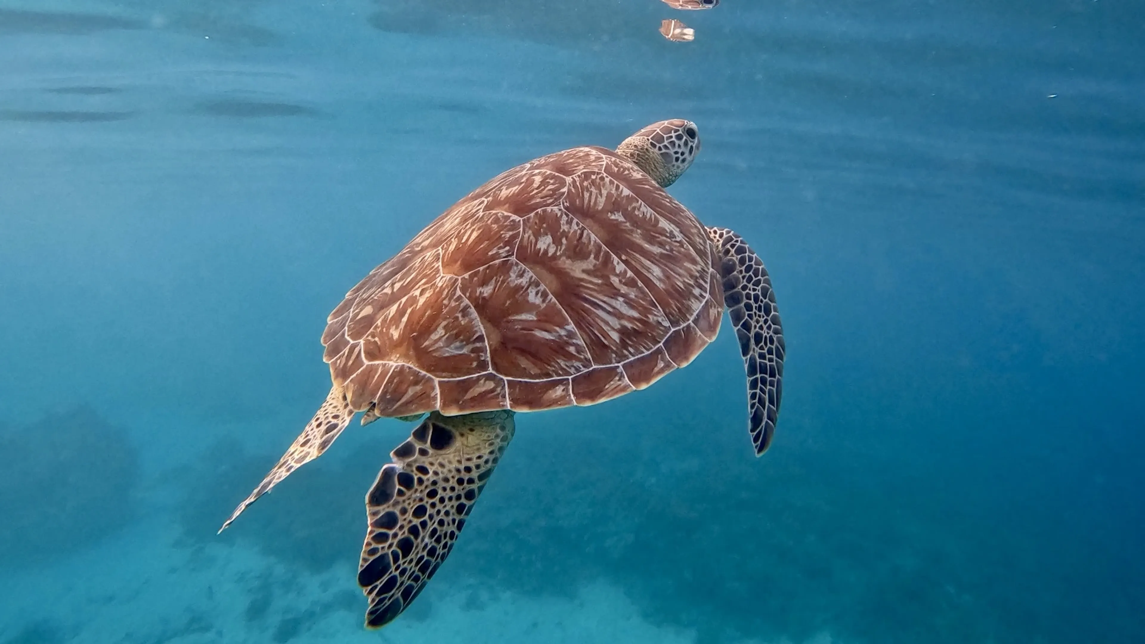 Gili Trawangan: Surfen, türkisfarbenes Meer und Schildkröten - 4
