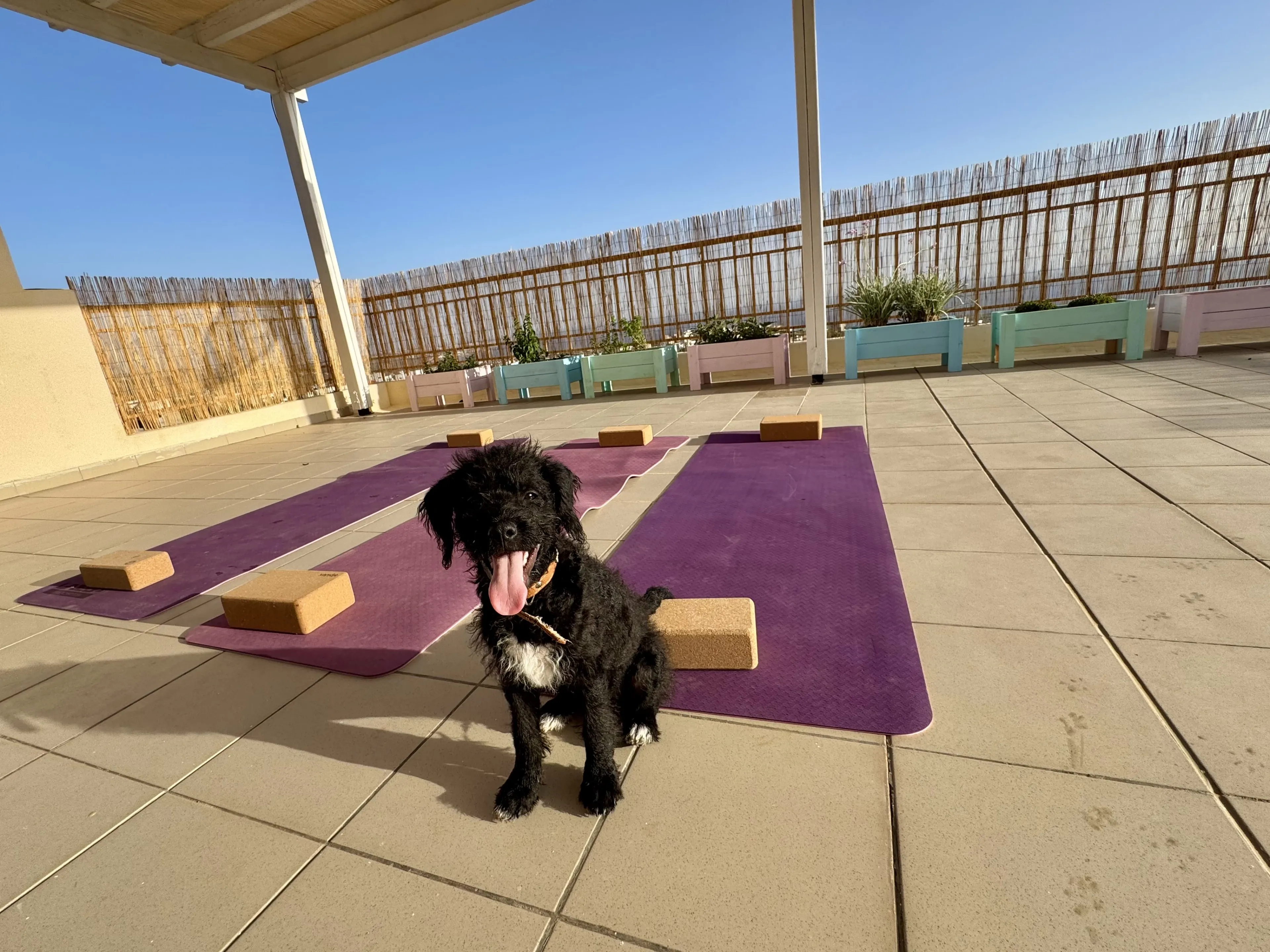 Puppy Yoga und Erholung pur: Retreat an Zyperns Küste - 5