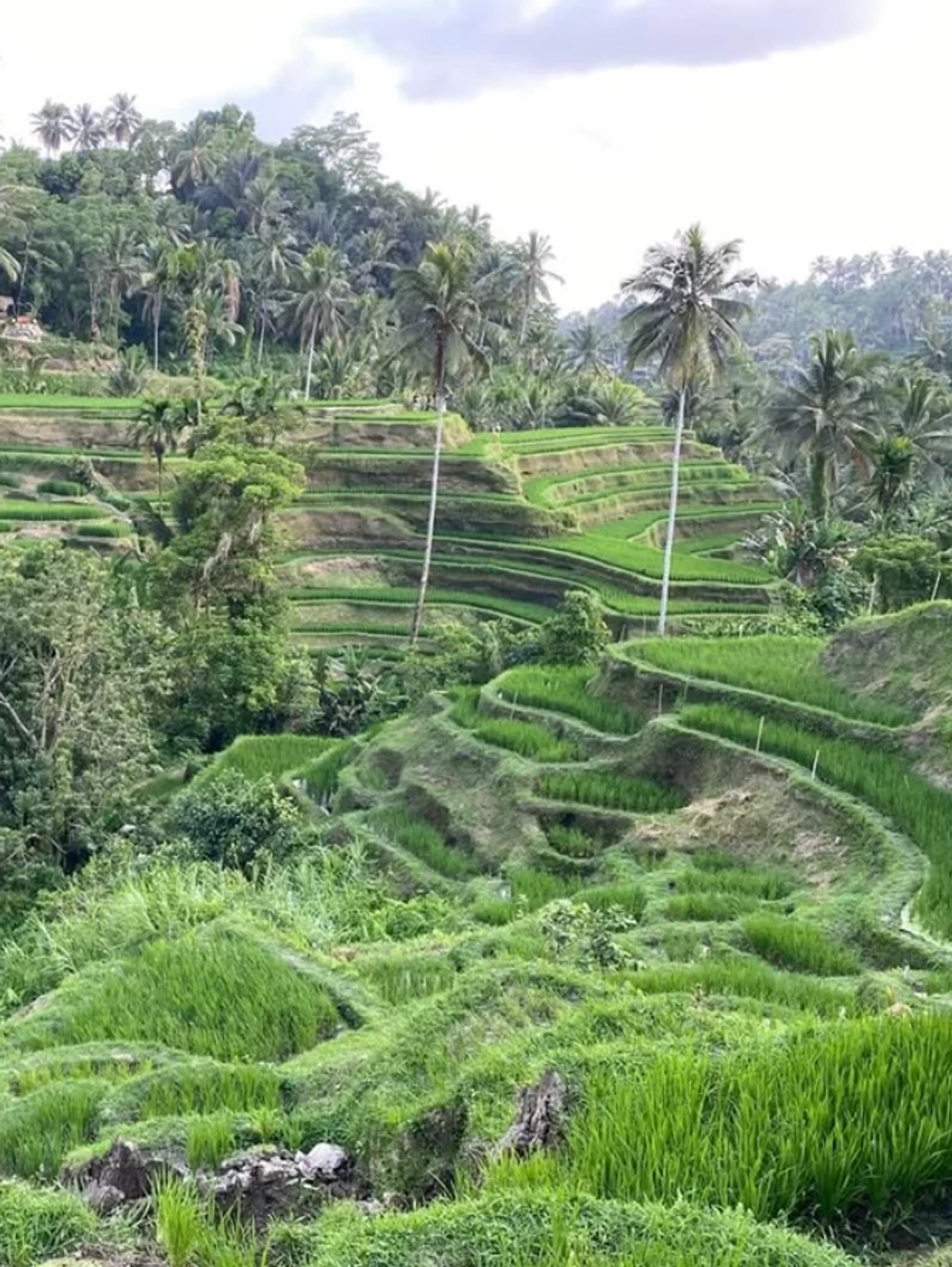 Spirituelles Yoga Retreat: Finde deinen inneren Frieden auf Bali - 5