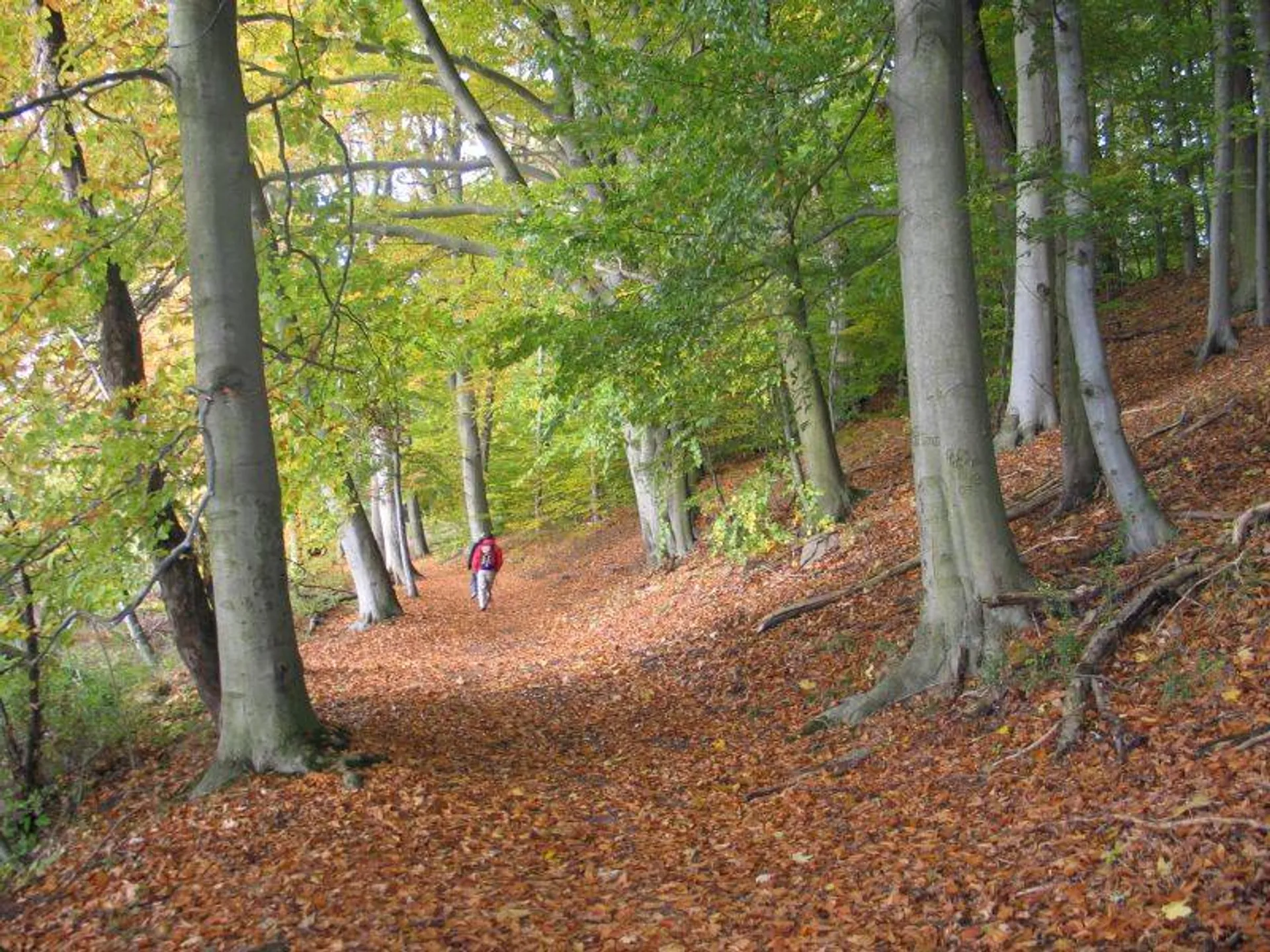 Yoga-Detox-Retreat mit Wandern im Kloster Waldbreitbach - 2