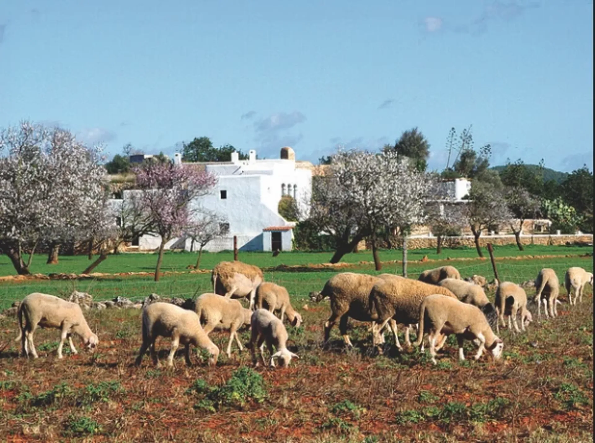 Conscious Walking Ibiza - Wandern und LifeCoaching zur Mandelblüte - 2