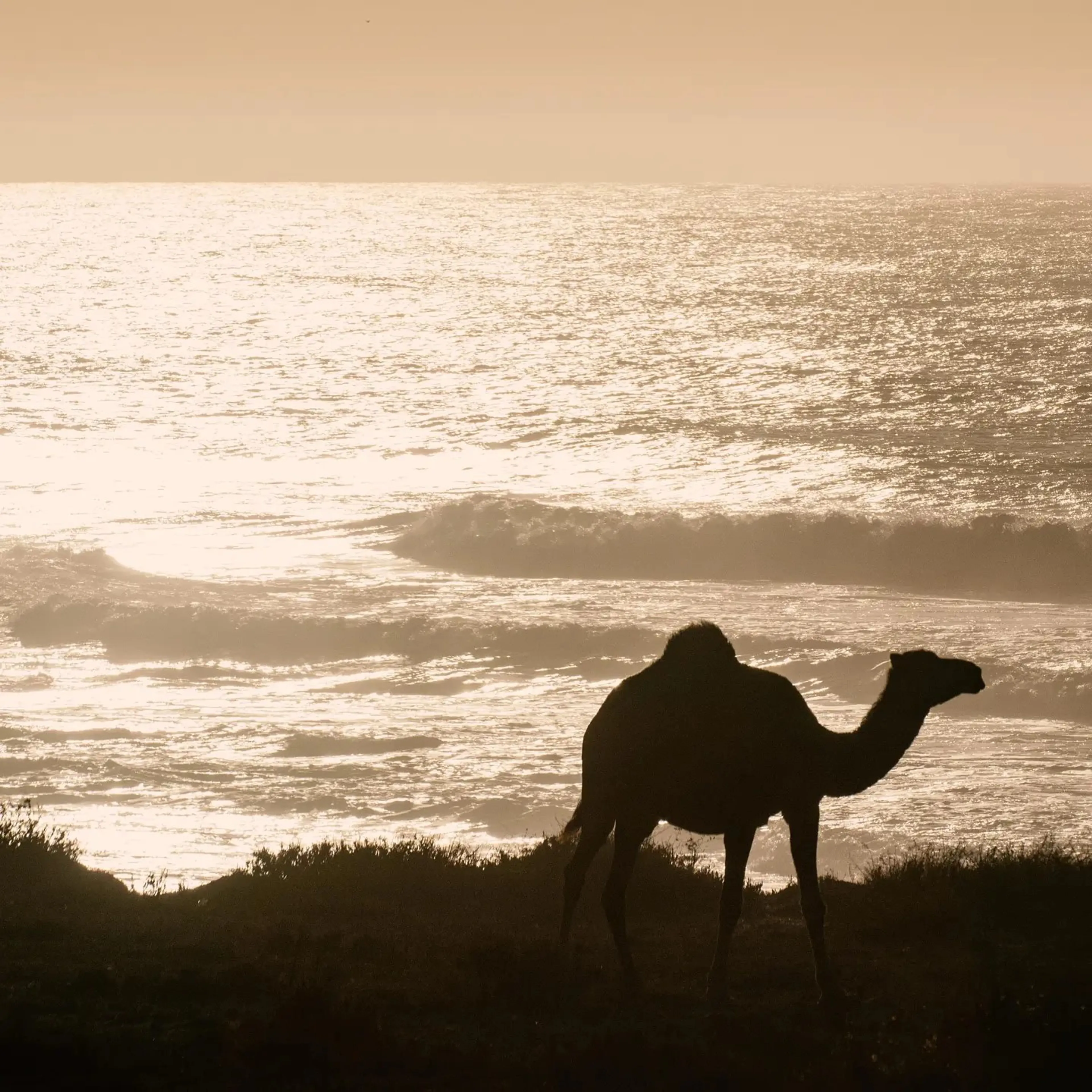 Surfcamp mit Meerblick: Komfort, Abenteuer & Entspannung - 3