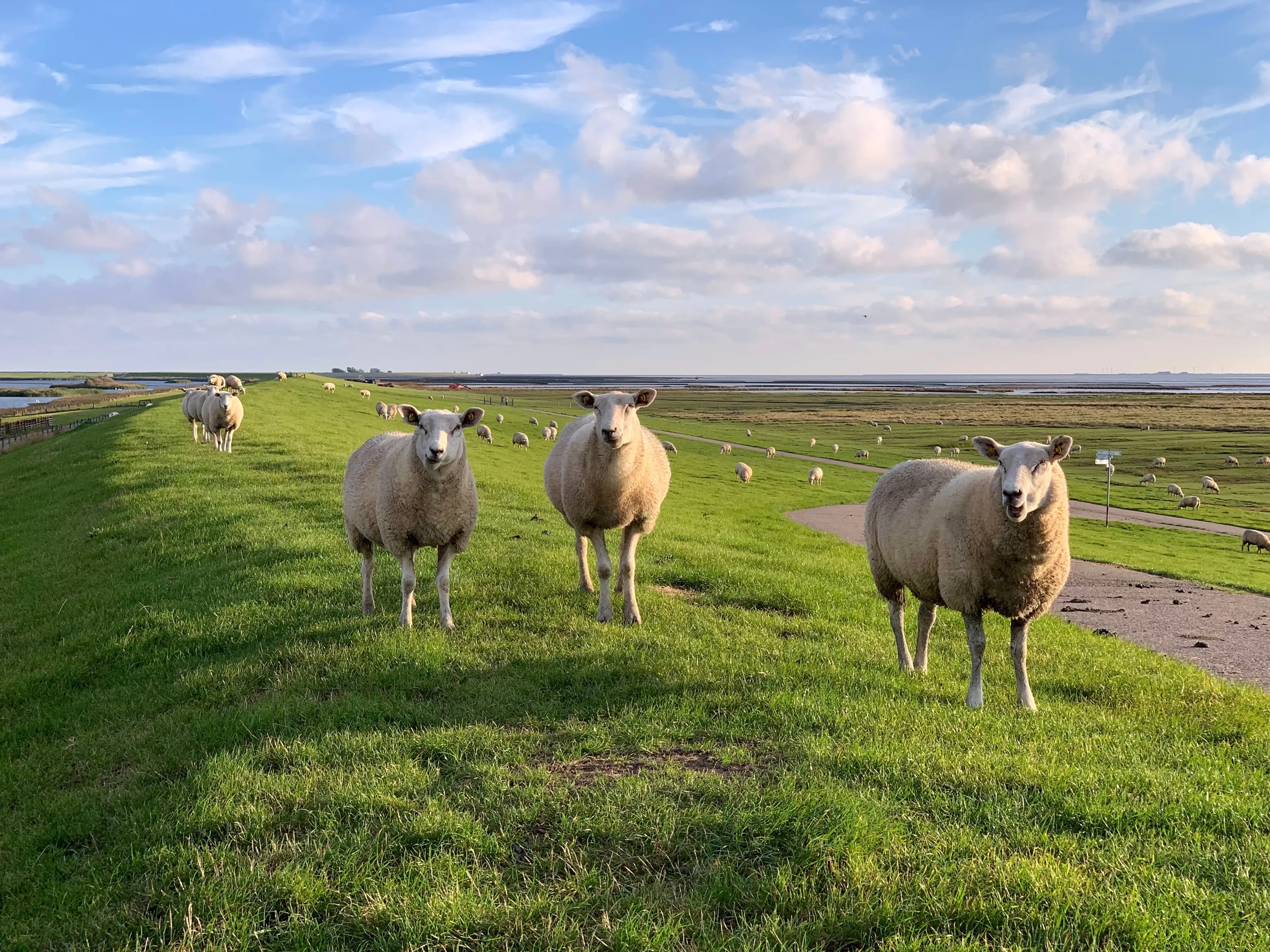 Yoga am Deich: Entspannung, Natur und Nordseeluft - 5