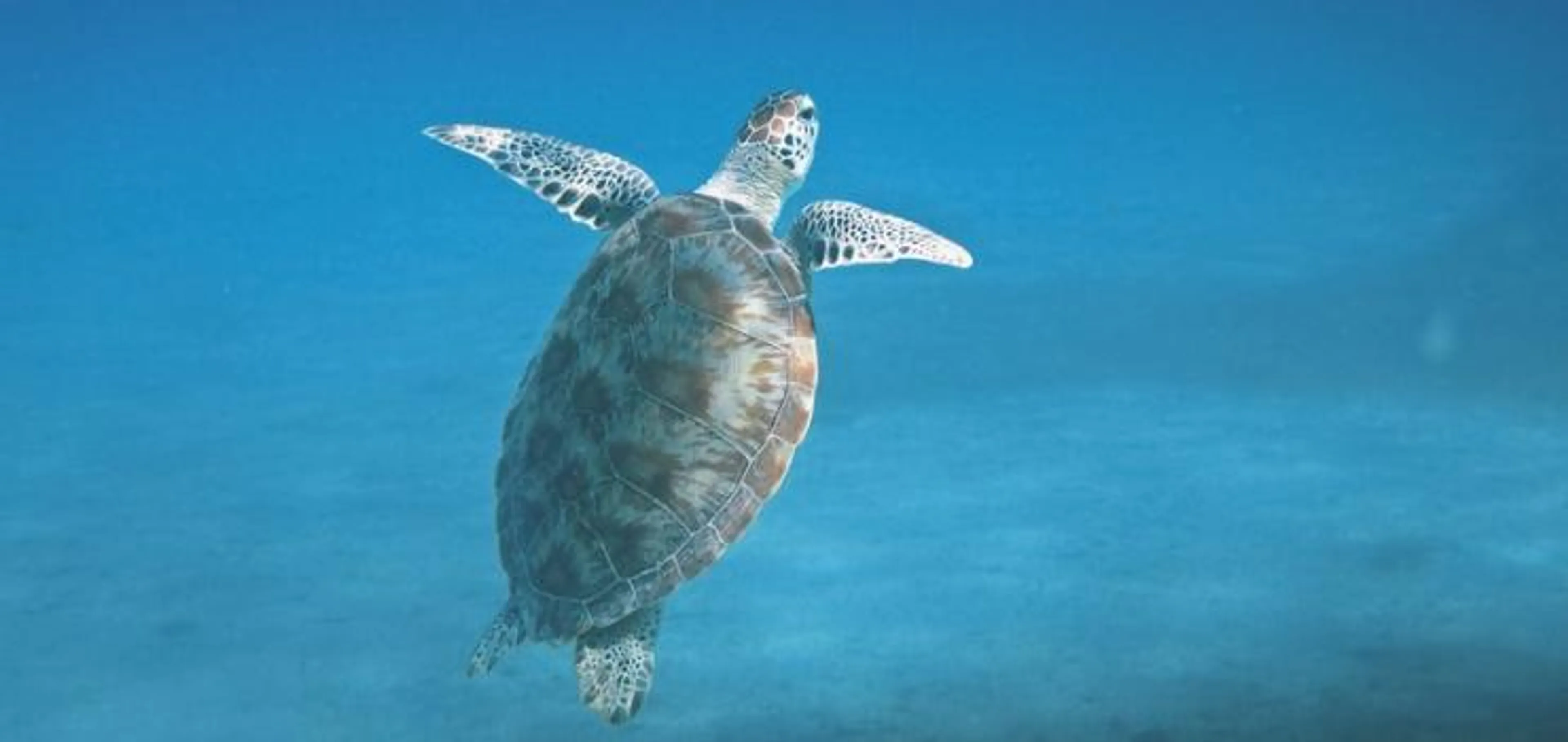 Surf-Guiding auf Nusa Lembongan: Yoga & Barrels - 3