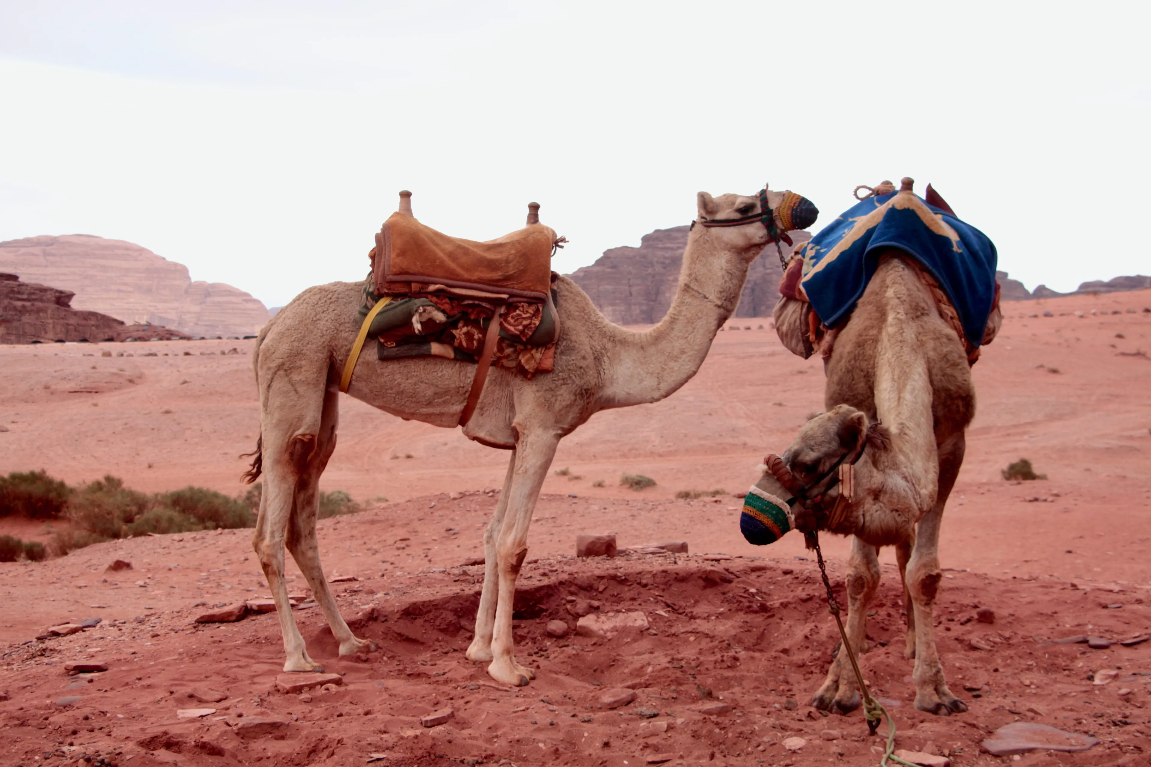 Wüstenabenteuer in Wadi Rum: Reite auf Kamelen mit Beduinen - 4