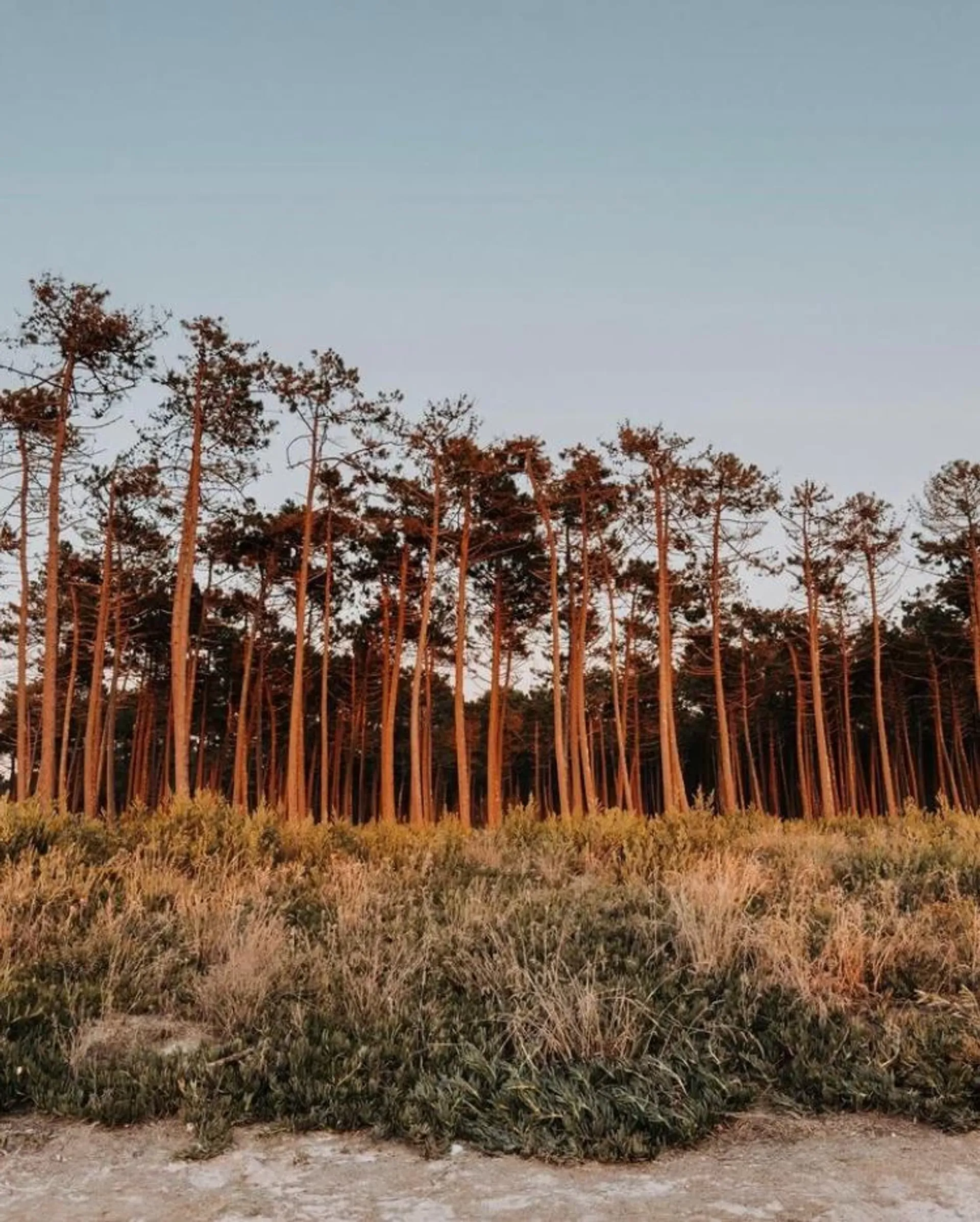 Naturnahes Surfcamp im Norden Portugals - wo das Leben einfacher ist! - 5