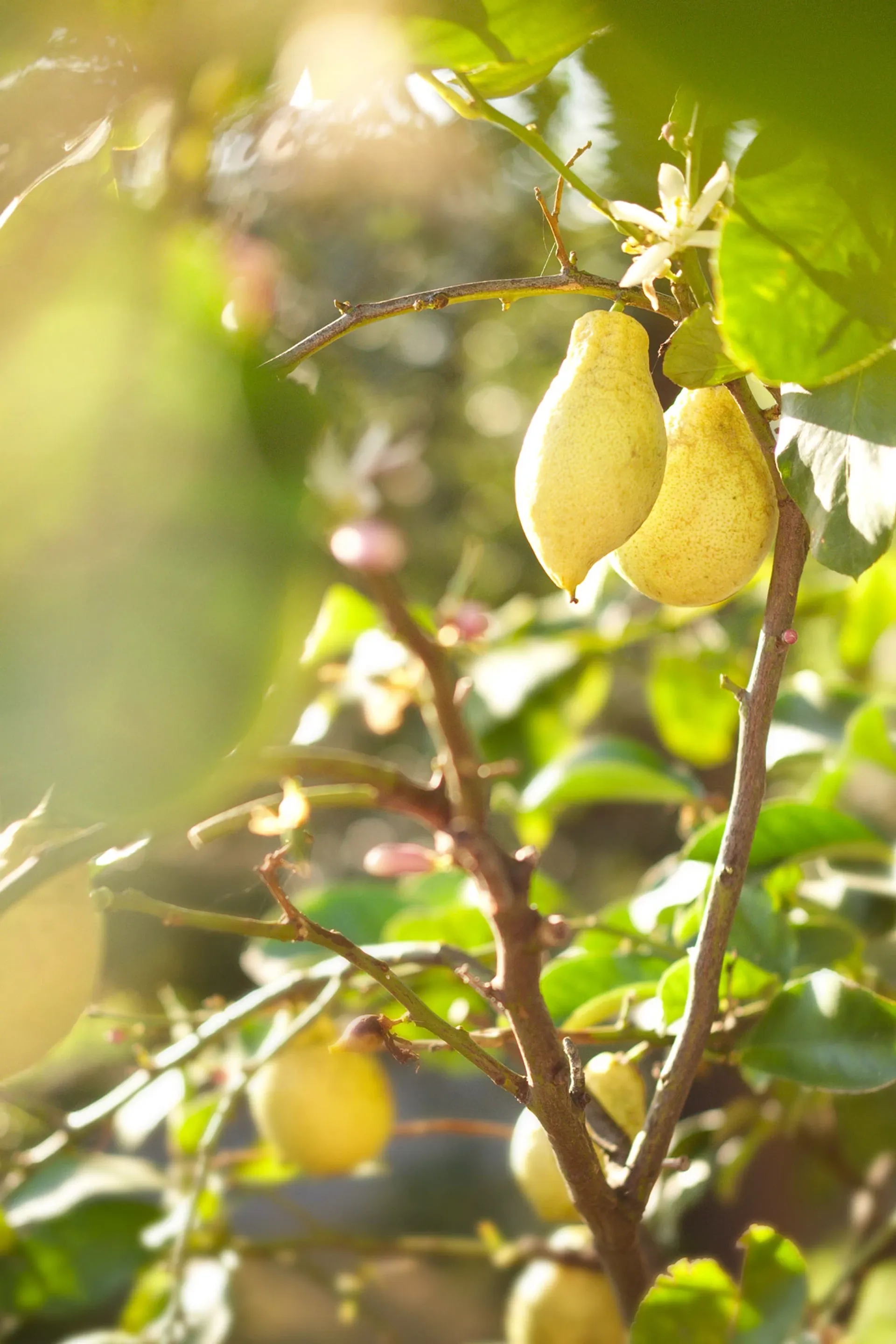 "Au rythme de la vie" Yoga & Cuisine in der französischen Toskana - 3