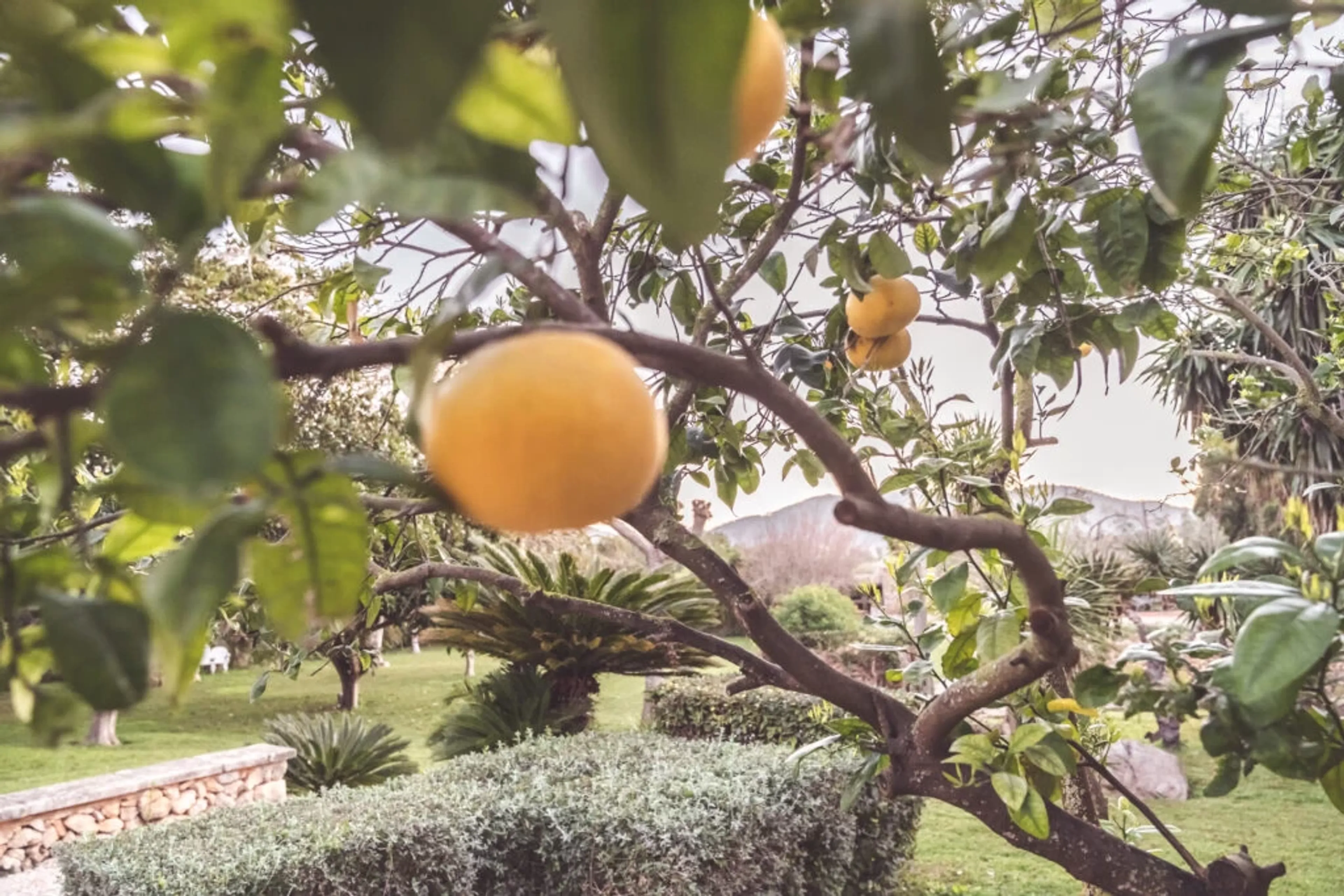 Yoga-, Pilates- und Ayurveda-Retreat auf Mallorca - 4