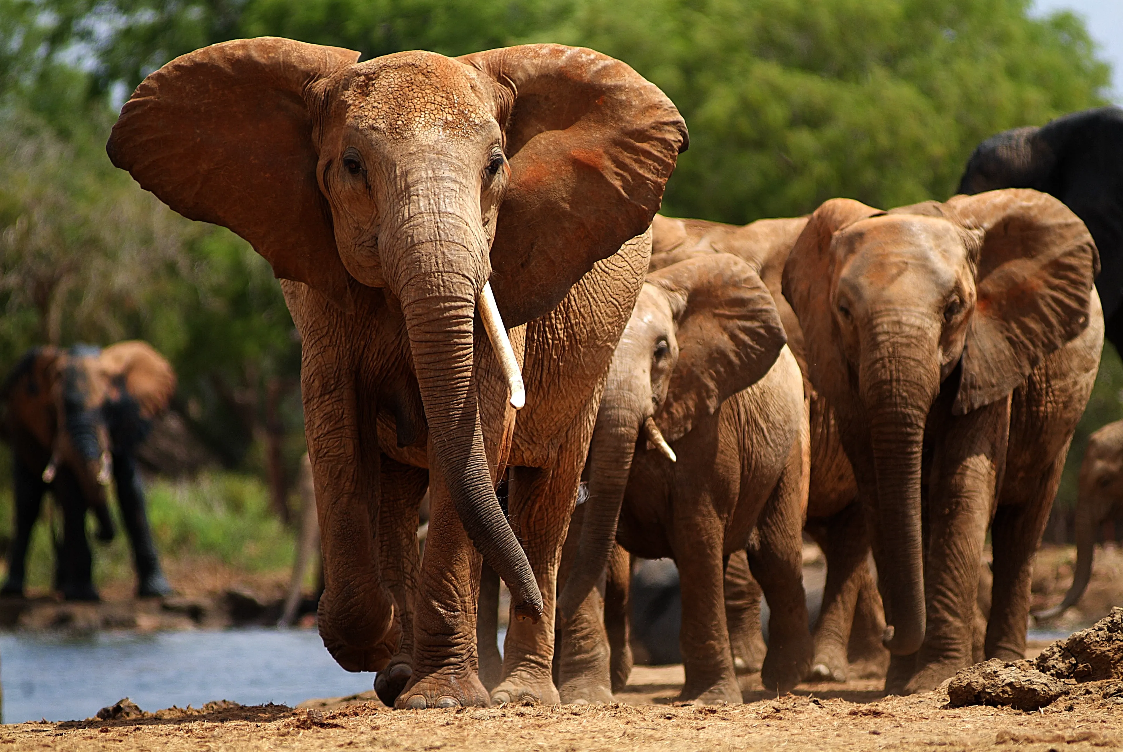 Yoga meets Safari: Dein Yoga-, Safari- und Strandurlaub in Kenia - 4