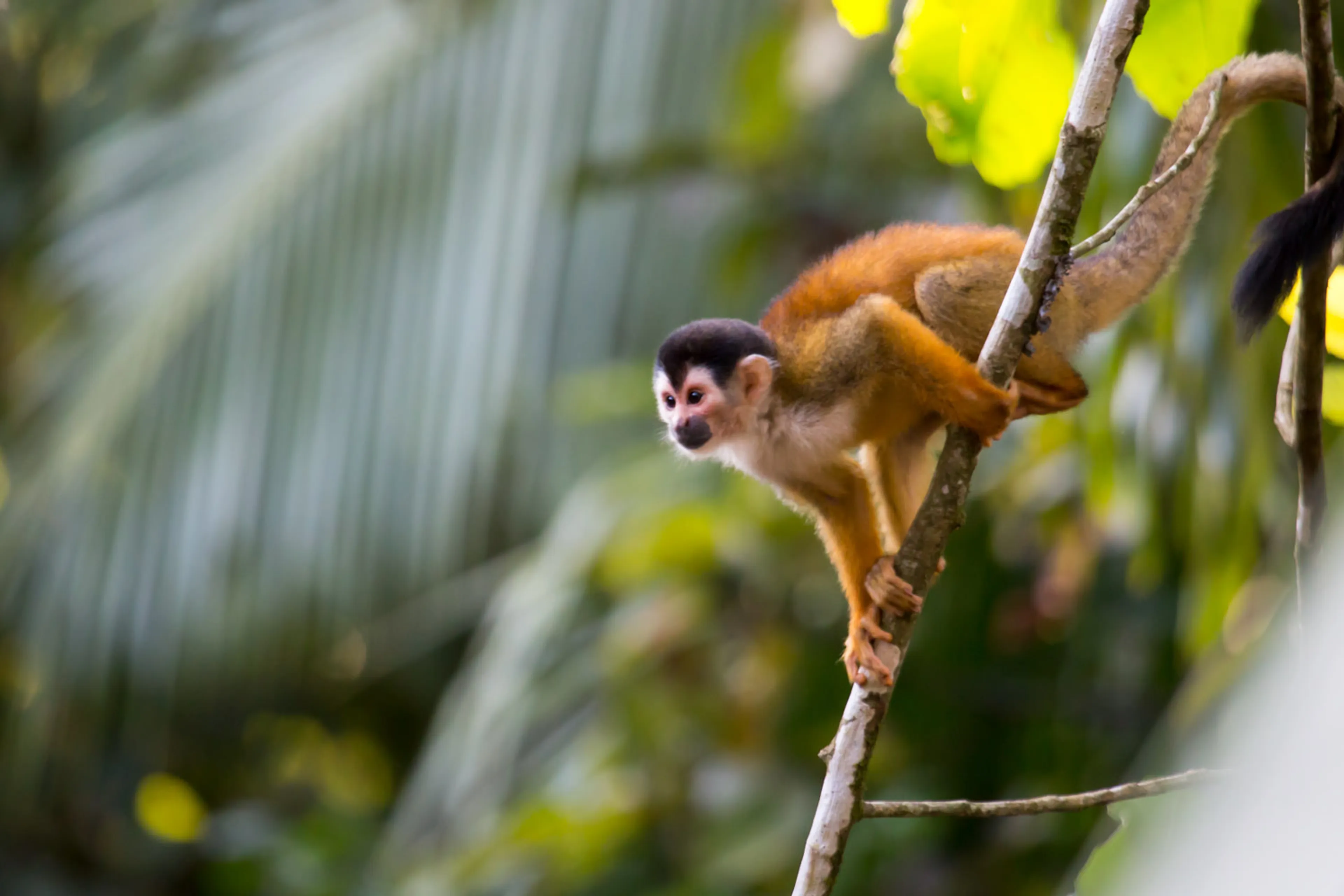 Aktives Abenteuer in den Wäldern und an den Stränden Costa Ricas - 3