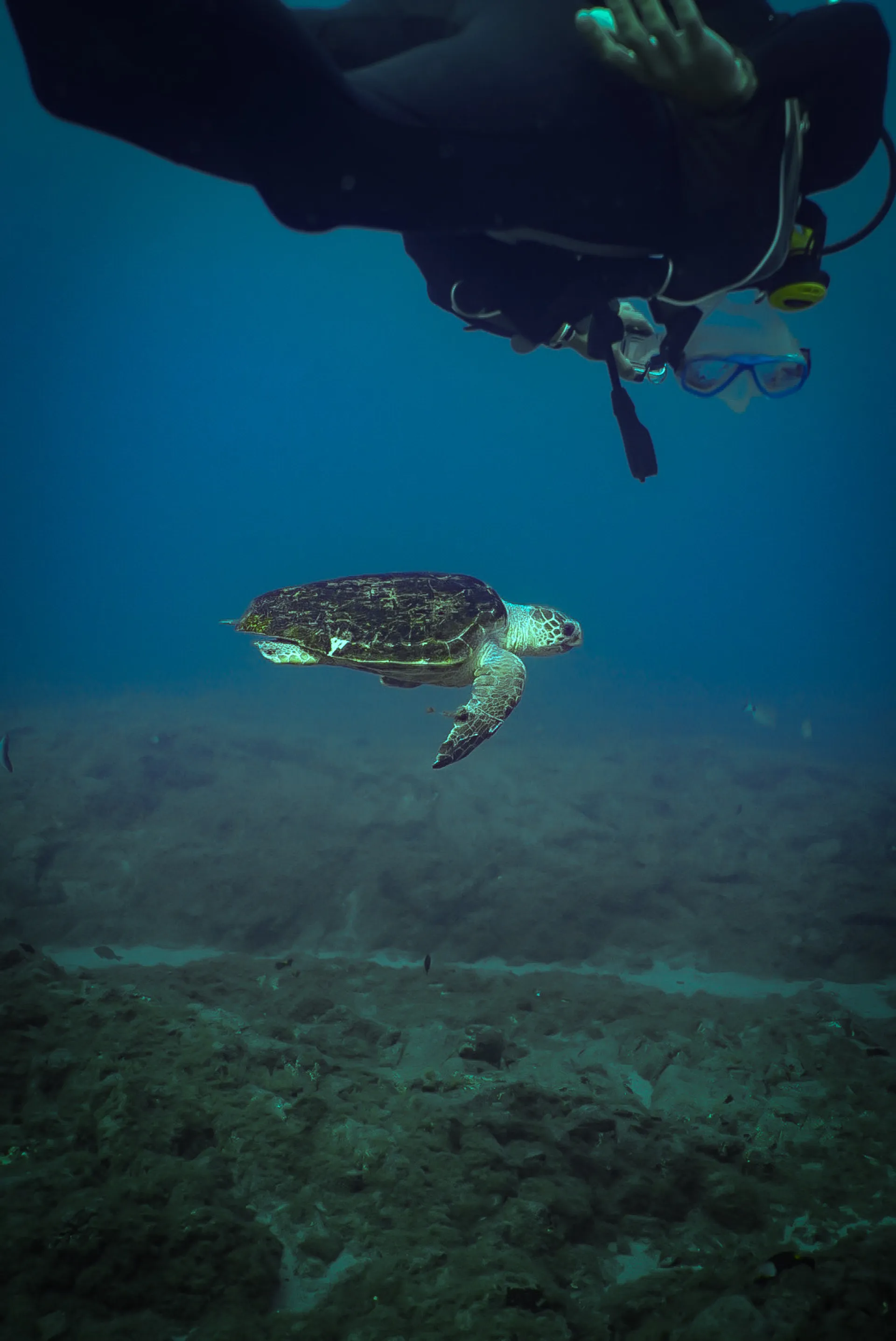 Tauchen und Surfen lernen: Traumurlaub im Süden Teneriffas - 4