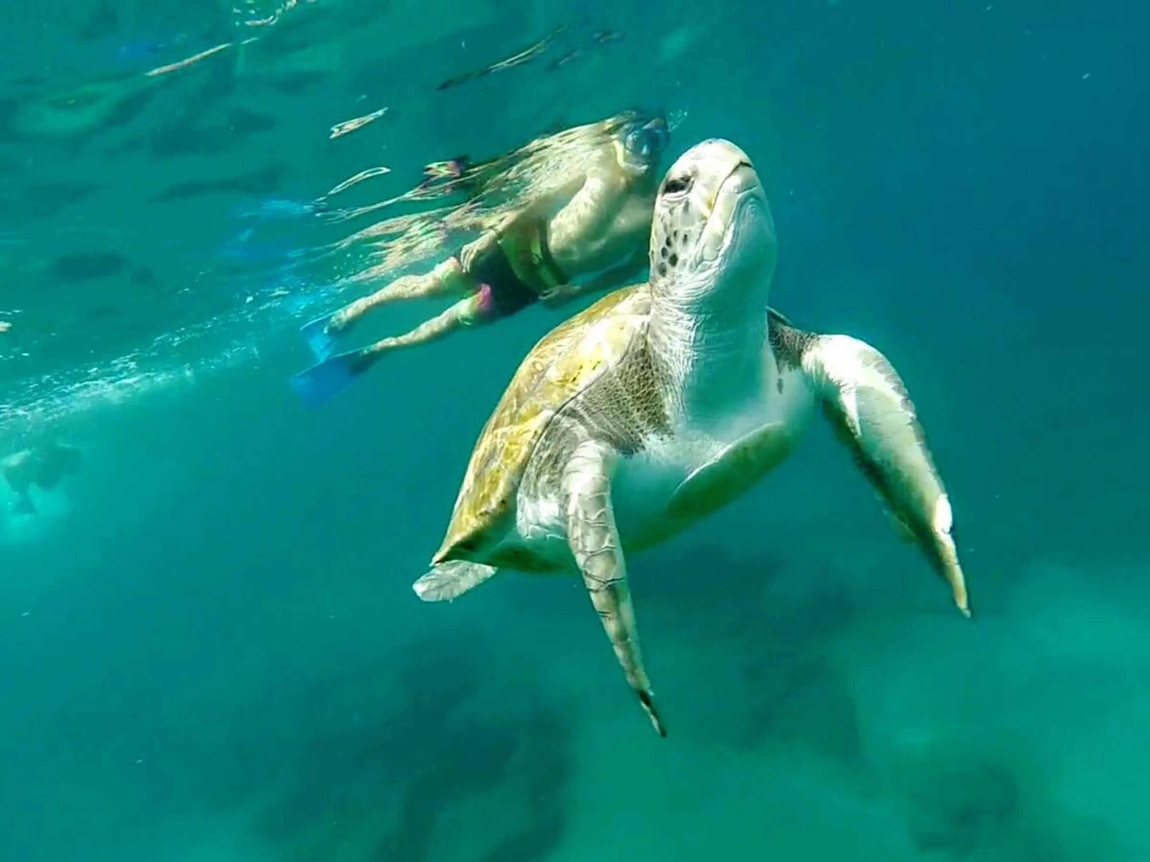 Surfhaus im Süden Teneriffas: Natur, Leidenschaft & Spaß - 3
