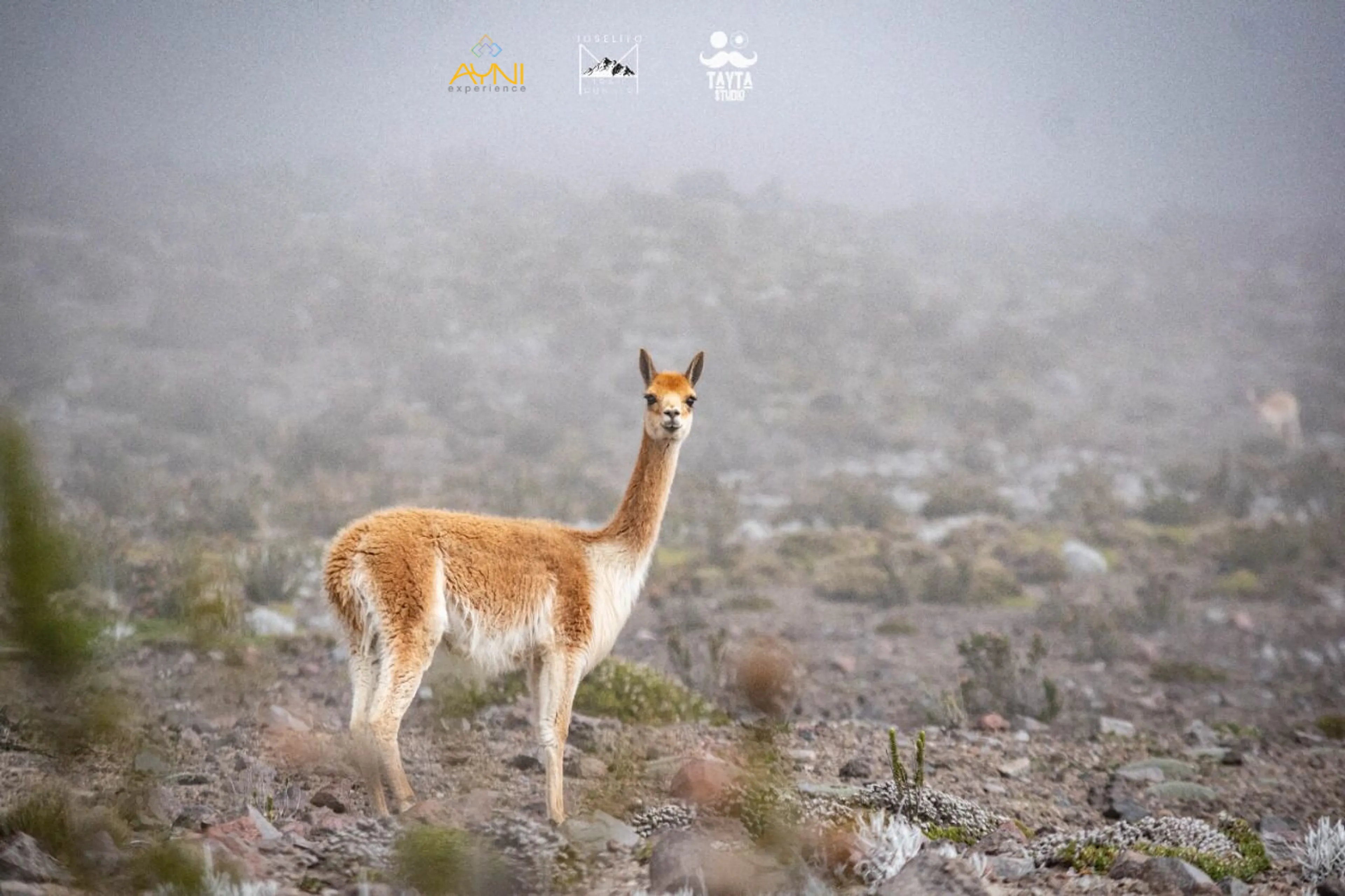 Trekking in den Anden in den Hängen des Chimborazo-Vulkans - 3