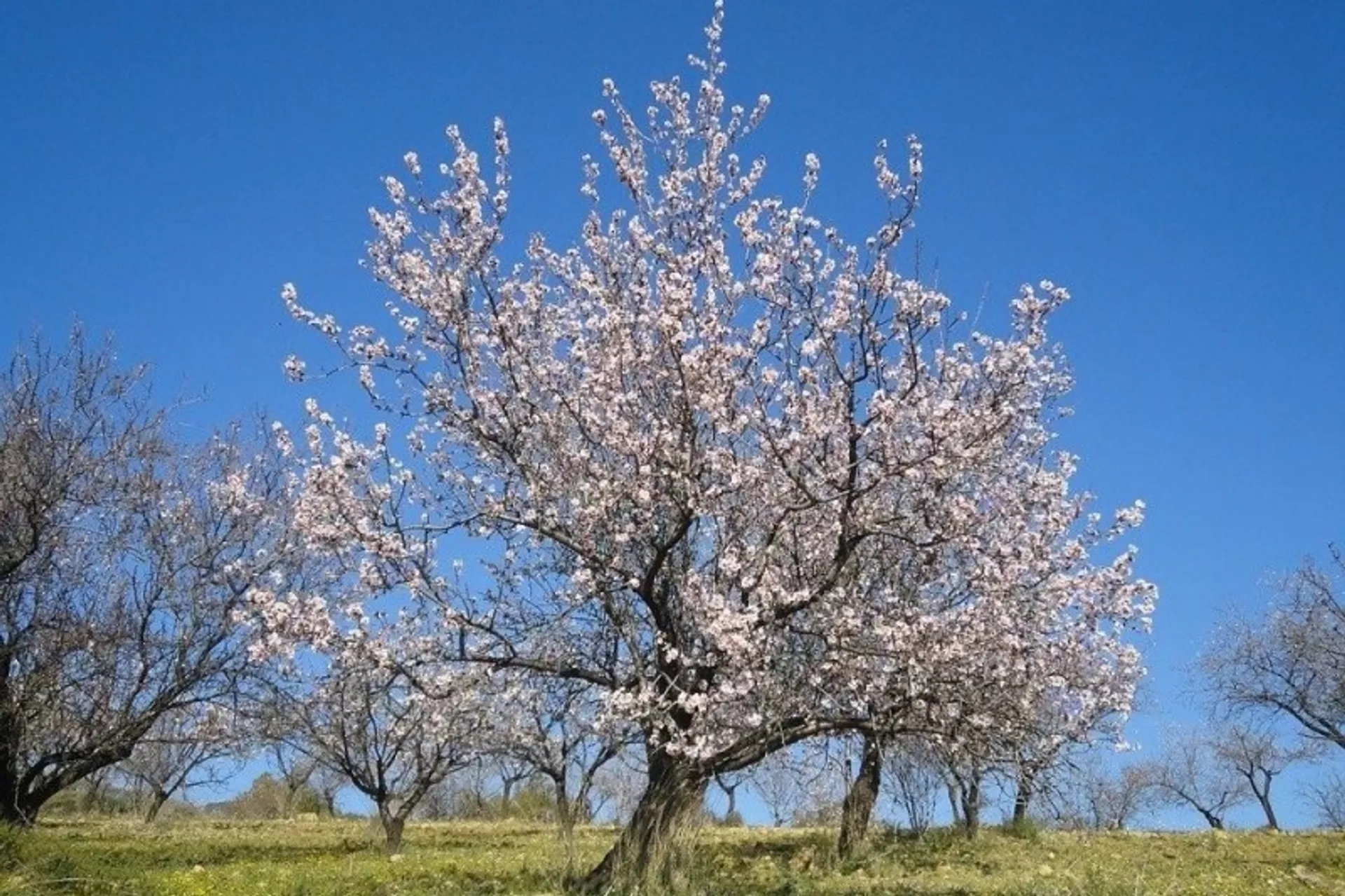Conscious Walking Ibiza - Wandern und LifeCoaching zur Mandelblüte