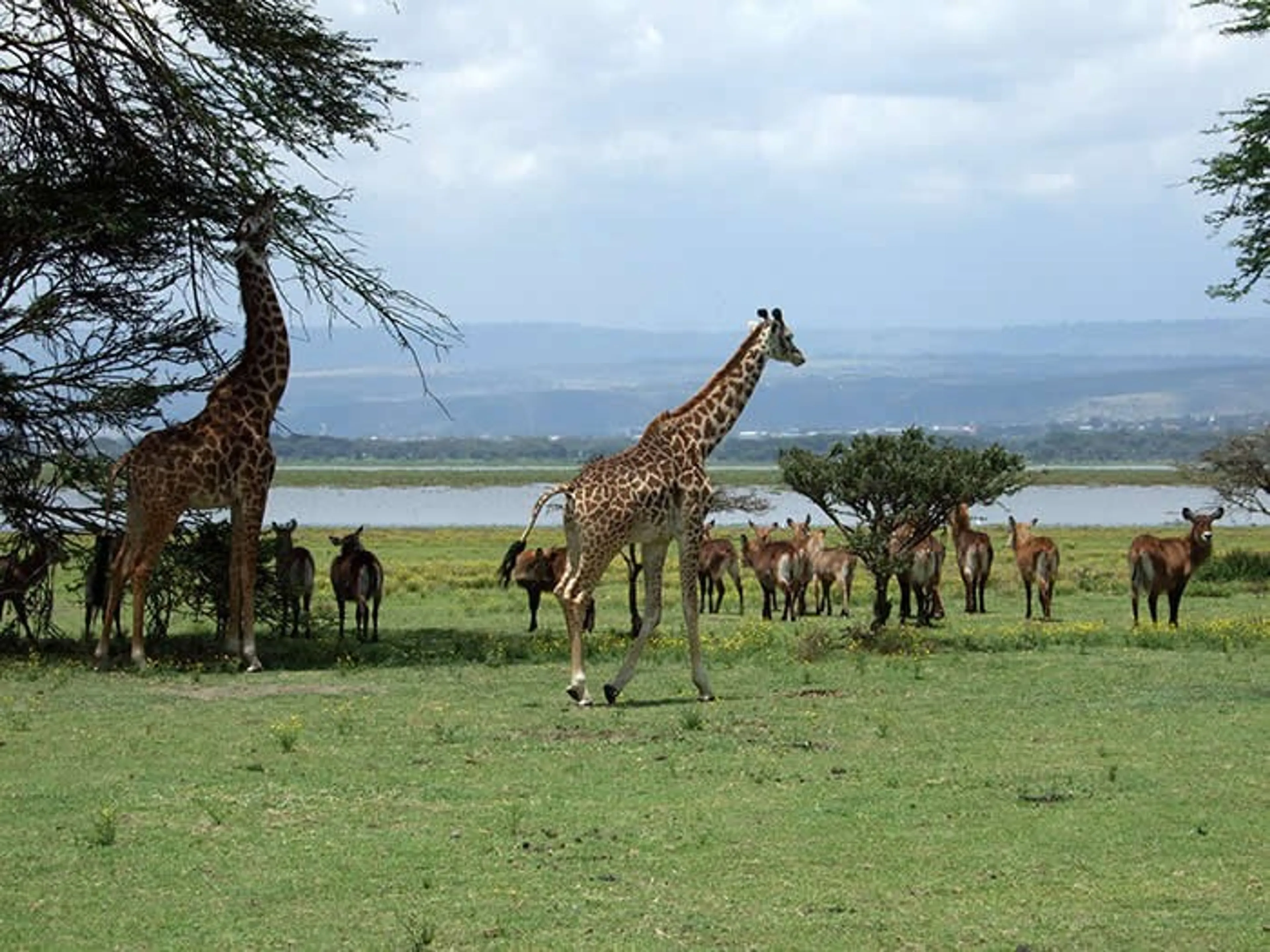 Aktive Kenia Safari: Erkunde die endlose Savanne - 2