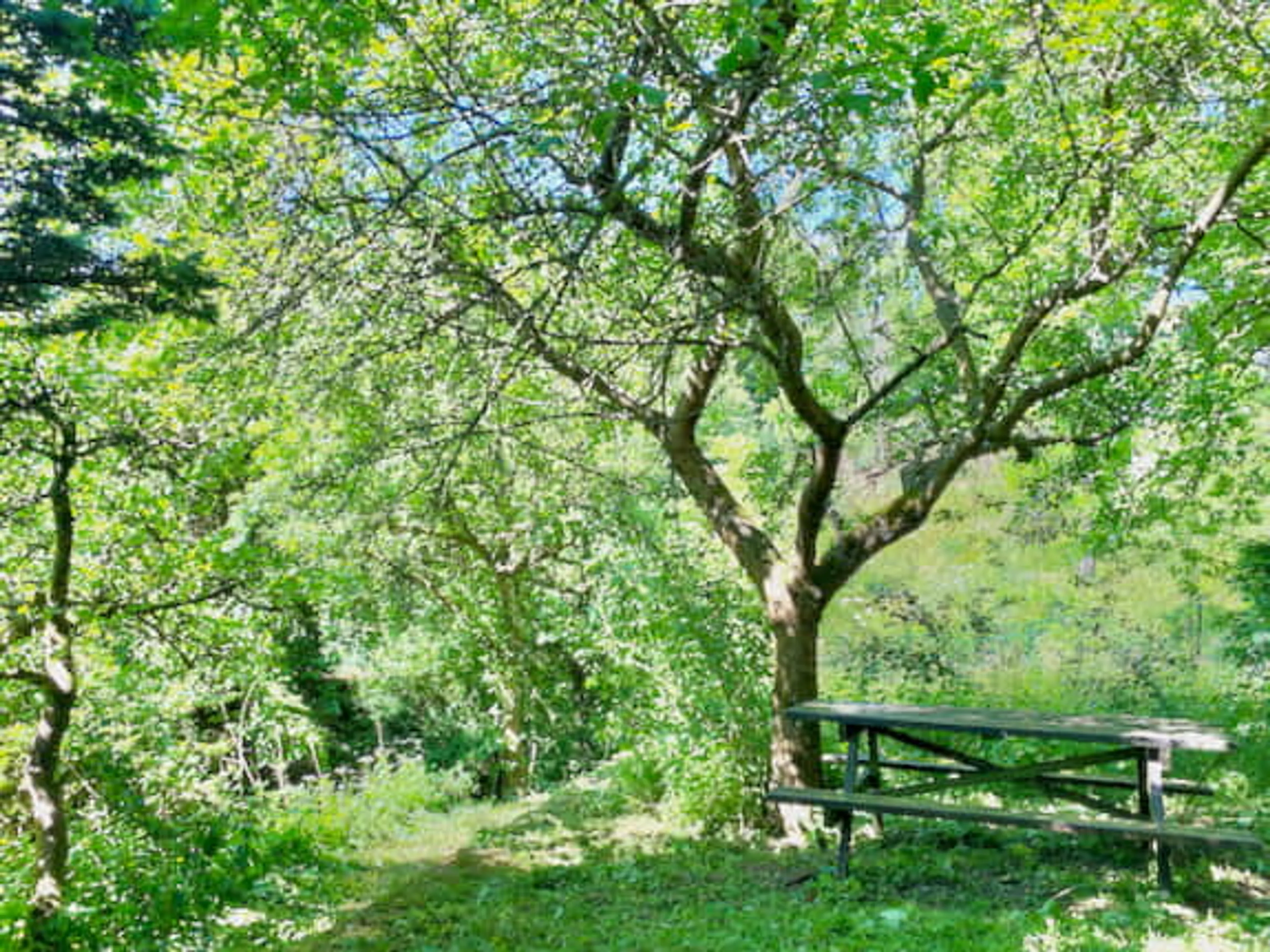 Deine Mama-Auszeit in der Natur mit Yoga, Beratung und Entspannung - 2