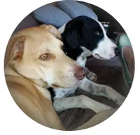Bo & Django