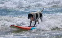 Johnny der Surfhund